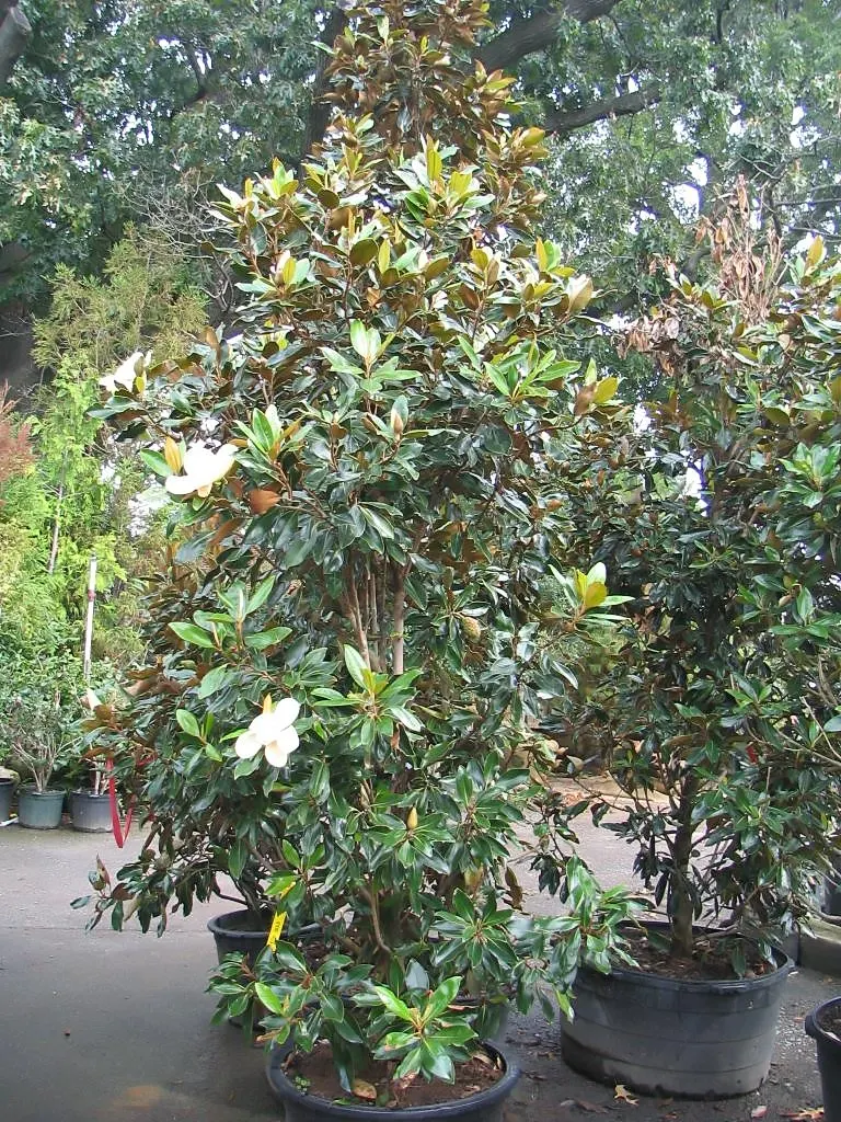 Little Gem Dwarf Southern Magnolia (Magnolia Grandiflora 'Little Gem') — Ideal for small gardens, it thrives in full sun to partial shade and prefers