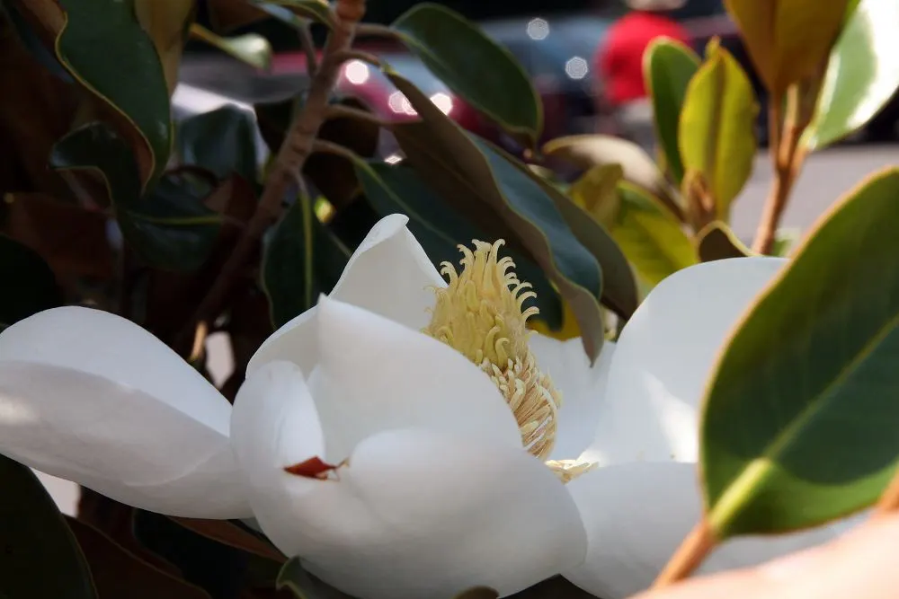 Little Gem Dwarf Southern Magnolia (Magnolia Grandiflora 'Little Gem') — and regular watering is crucial during establishment