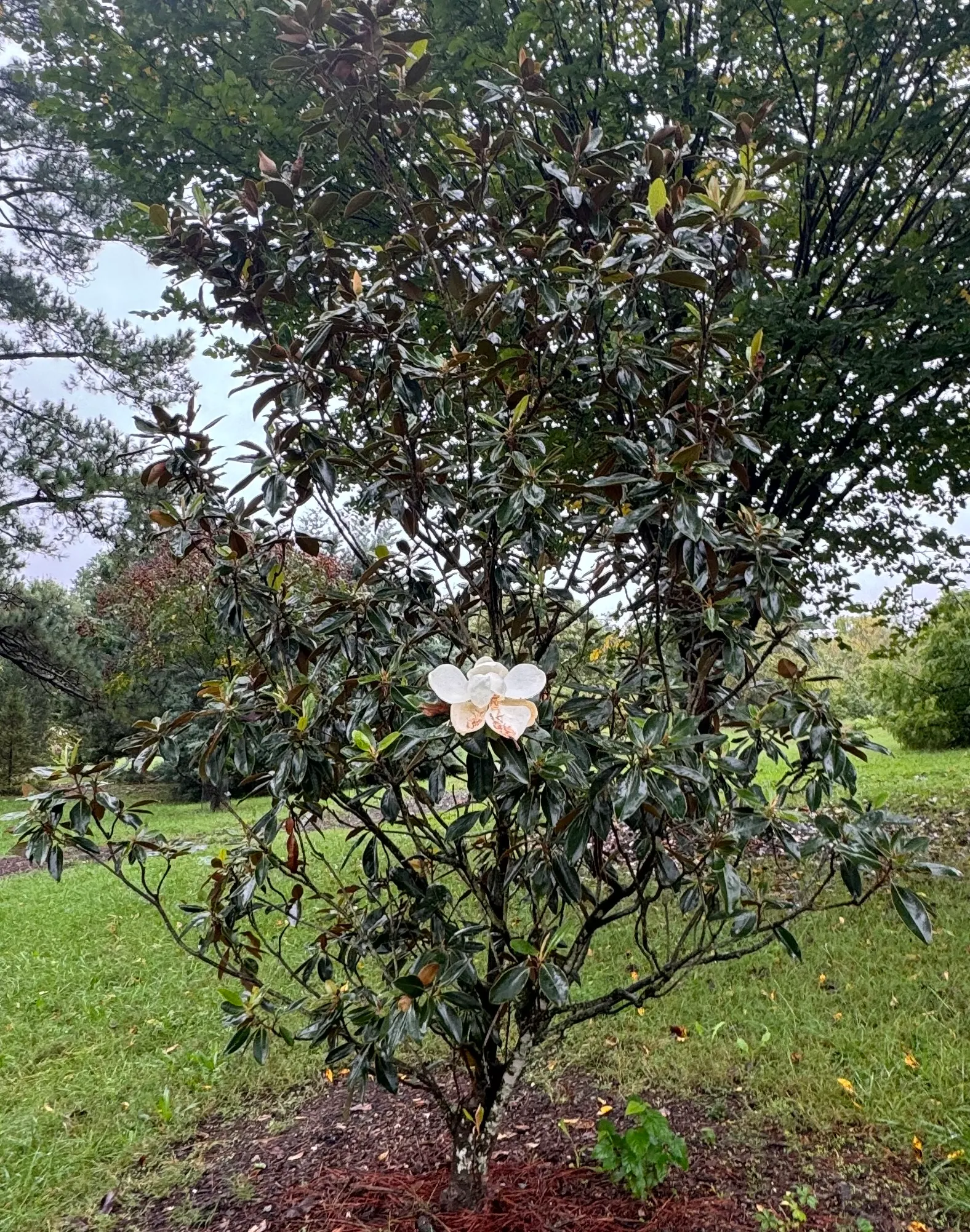 Little Gem Dwarf Southern Magnolia (Magnolia Grandiflora 'Little Gem') — offering an exquisite and long-lasting charm to any garden design