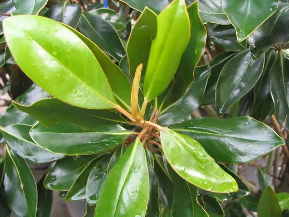 Little Gem Dwarf Southern Magnolia (Magnolia Grandiflora 'Little Gem') — Blooms from spring through summer