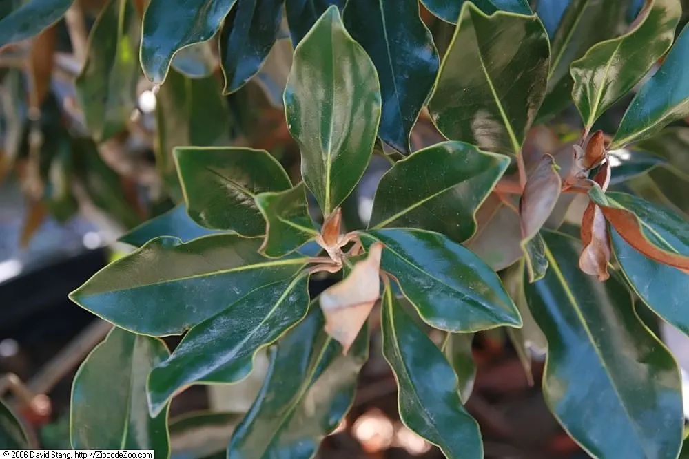 Little Gem Dwarf Southern Magnolia (Magnolia Grandiflora 'Little Gem') — shrub / tree for full or half