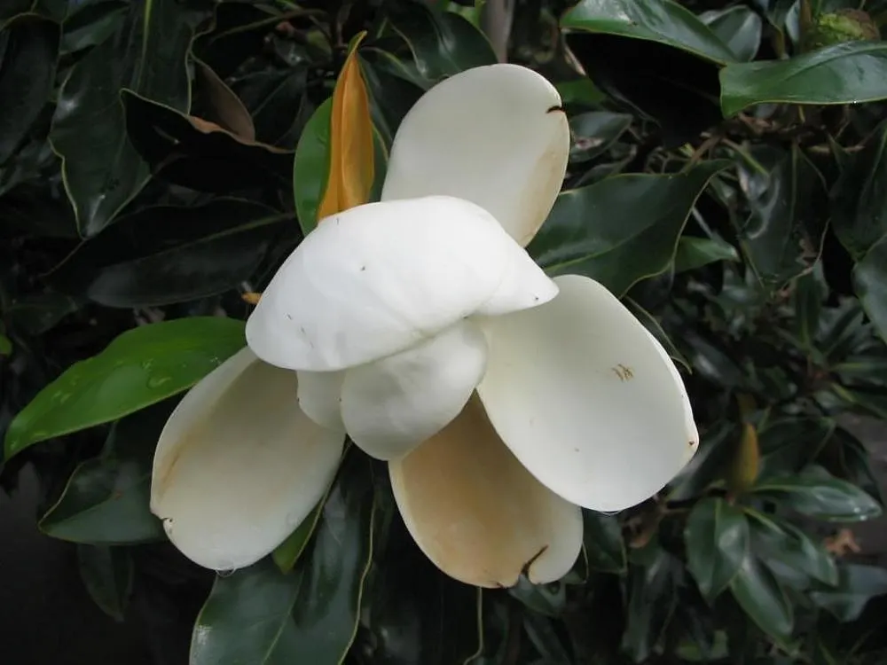 Little Gem Dwarf Southern Magnolia (Magnolia Grandiflora 'Little Gem') — This dwarf cultivar produces large, fragrant, white flowers up to 8 inches wide