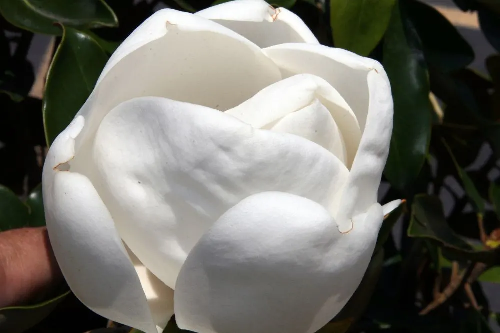 Little Gem Dwarf Southern Magnolia (Magnolia Grandiflora 'Little Gem') — dark green leaves with velvety brown undersides