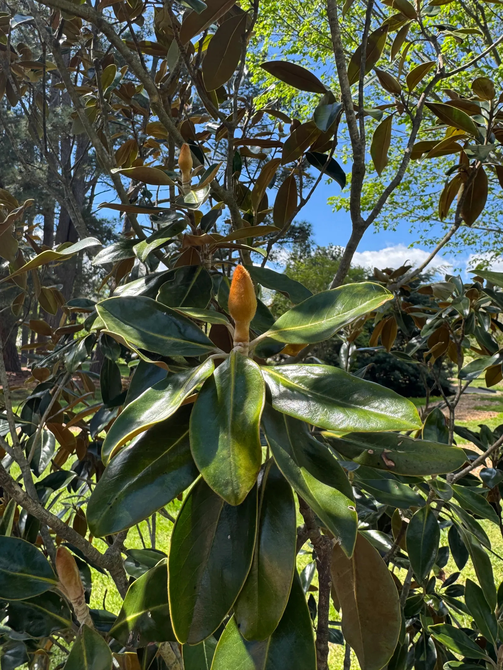 Little Gem Dwarf Southern Magnolia (Magnolia Grandiflora 'Little Gem') — which are noteworthy for their size and intoxicating fragrance