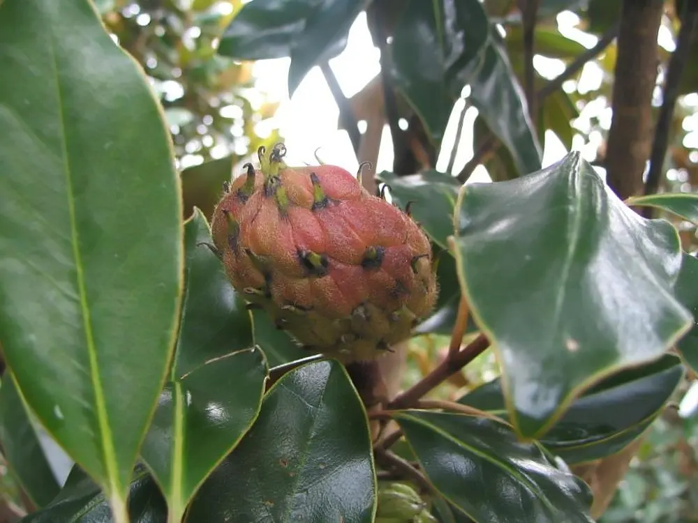 Little Gem Dwarf Southern Magnolia (Magnolia Grandiflora 'Little Gem') — dark green leaves with a striking