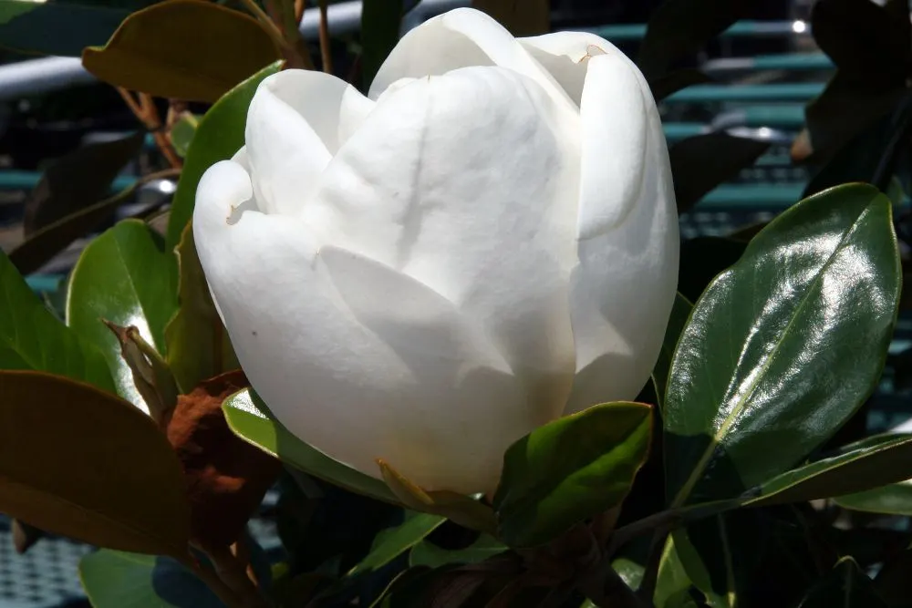Little Gem Dwarf Southern Magnolia (Magnolia Grandiflora 'Little Gem') — Prune as needed to maintain shape, ideally after the plant has finished flowering