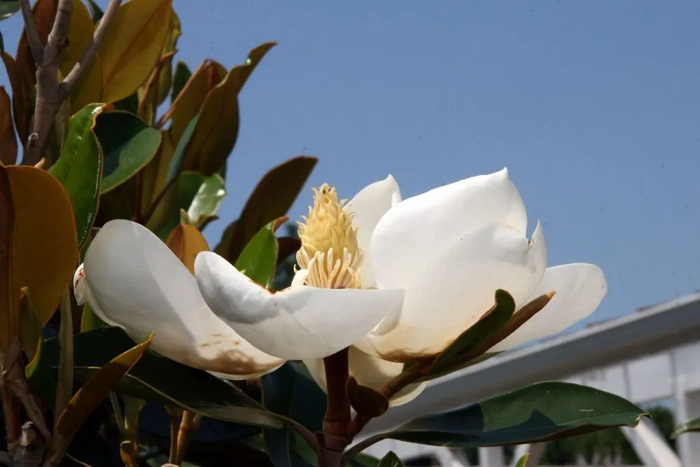Little Gem Dwarf Southern Magnolia (Magnolia Grandiflora 'Little Gem') — shrub / tree with white blooms