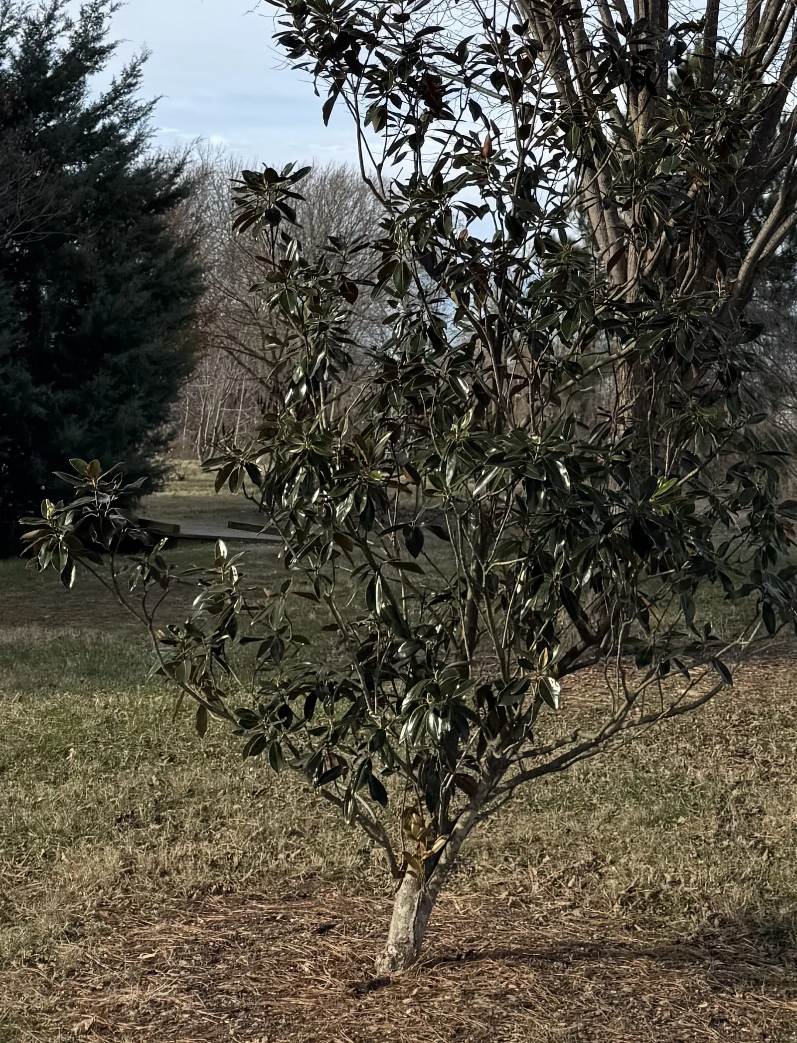 Little Gem Dwarf Southern Magnolia (Magnolia Grandiflora 'Little Gem') — A full sun to partial shade exposure is optimal, ensuring the best flowering and dense