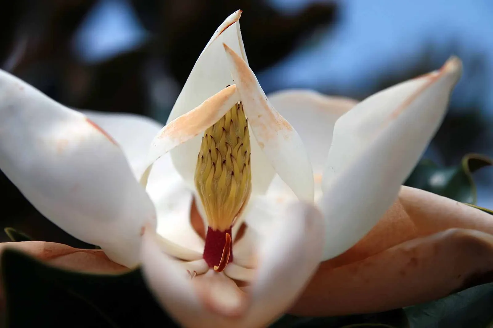 Little Gem Dwarf Southern Magnolia (Magnolia Grandiflora 'Little Gem') — dark green leaves with velvety brown undersides; ideal for small gardens, it thrives