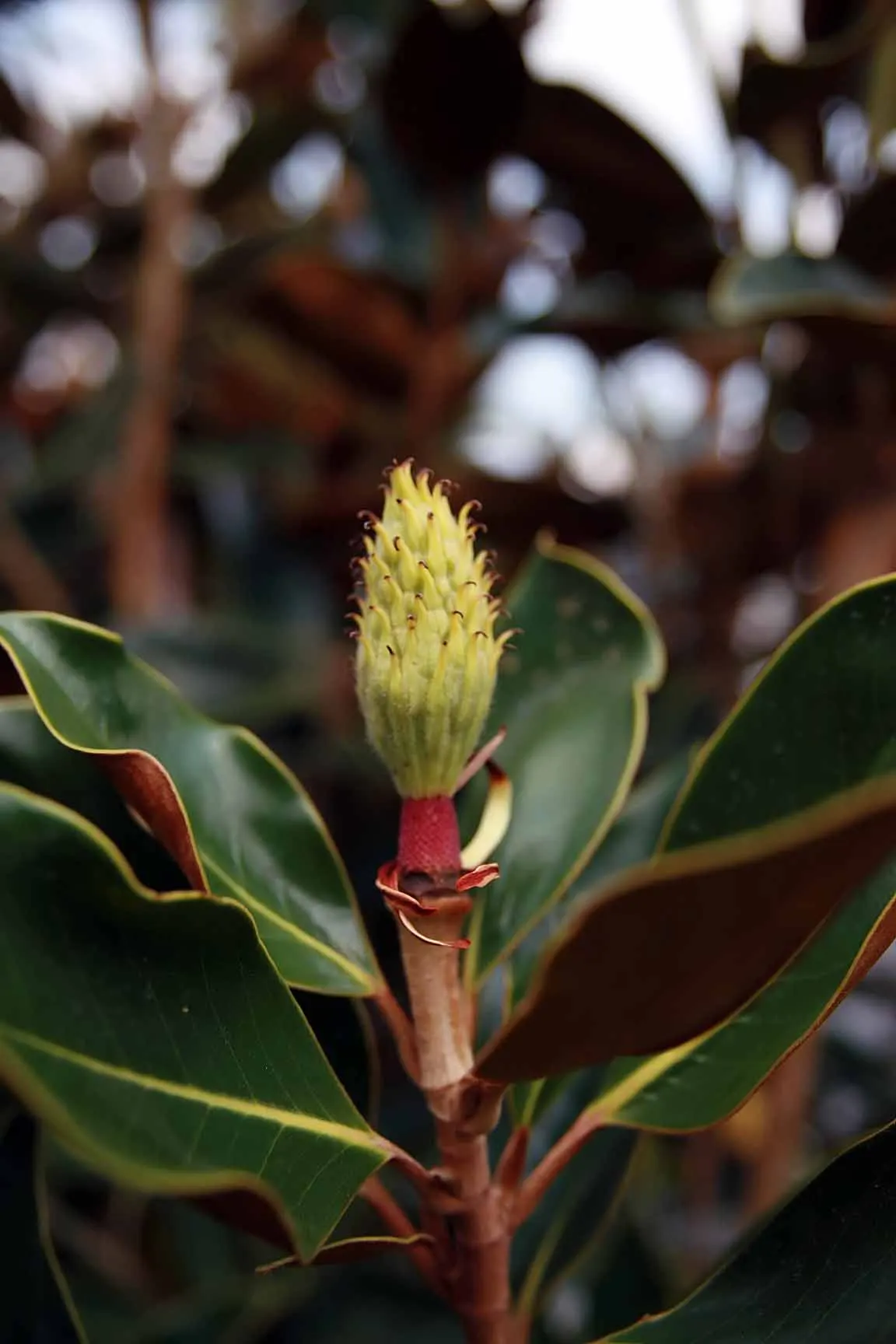 Little Gem Dwarf Southern Magnolia (Magnolia Grandiflora 'Little Gem') — spanning up to 8 inches in diameter