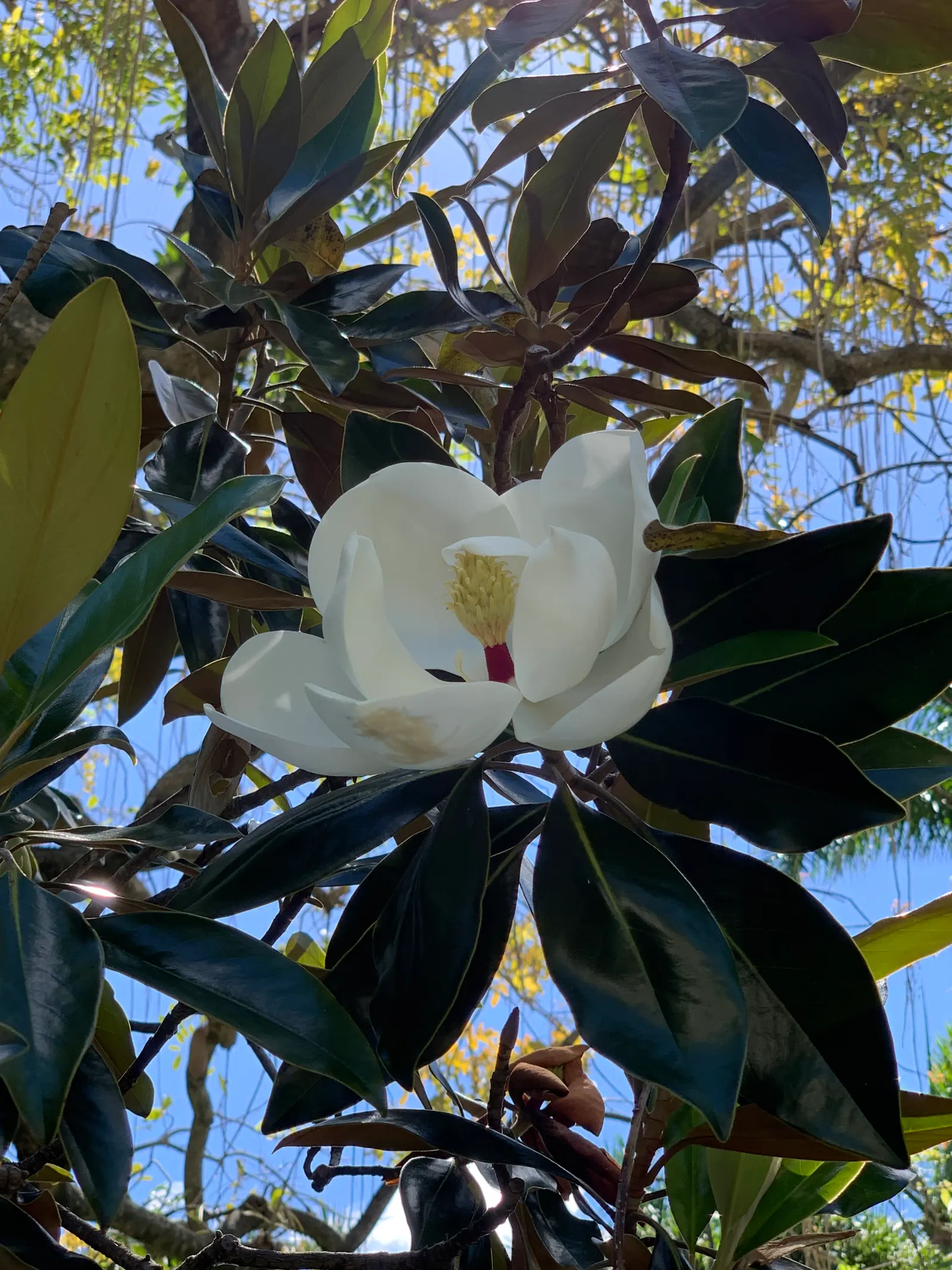 Little Gem Dwarf Southern Magnolia (Magnolia Grandiflora 'Little Gem') — This dwarf cultivar produces large, fragrant, white flowers up to 8 inches wide; shrub
