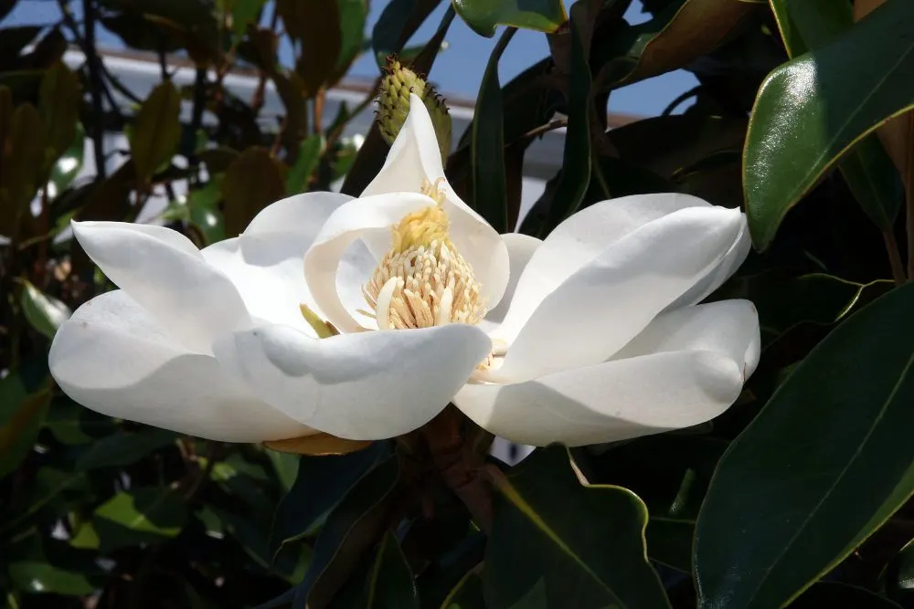 Little Gem Dwarf Southern Magnolia (Magnolia Grandiflora 'Little Gem') — The foliage provides a stunning backdrop to the creamy white flowers