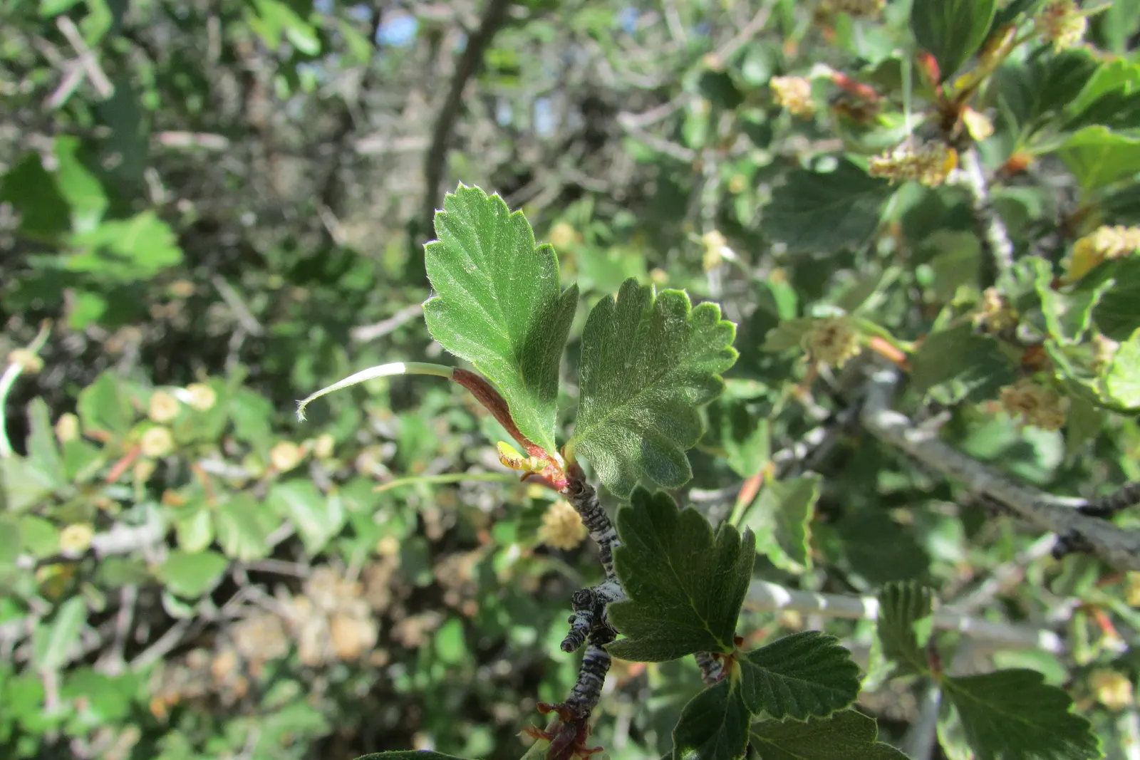 Alderleaf Mountain Mahogany (Cercocarpus Montanus) — the Alderleaf Mountain Mahogany can reach heights of 8 to 20 feet with a similar spread