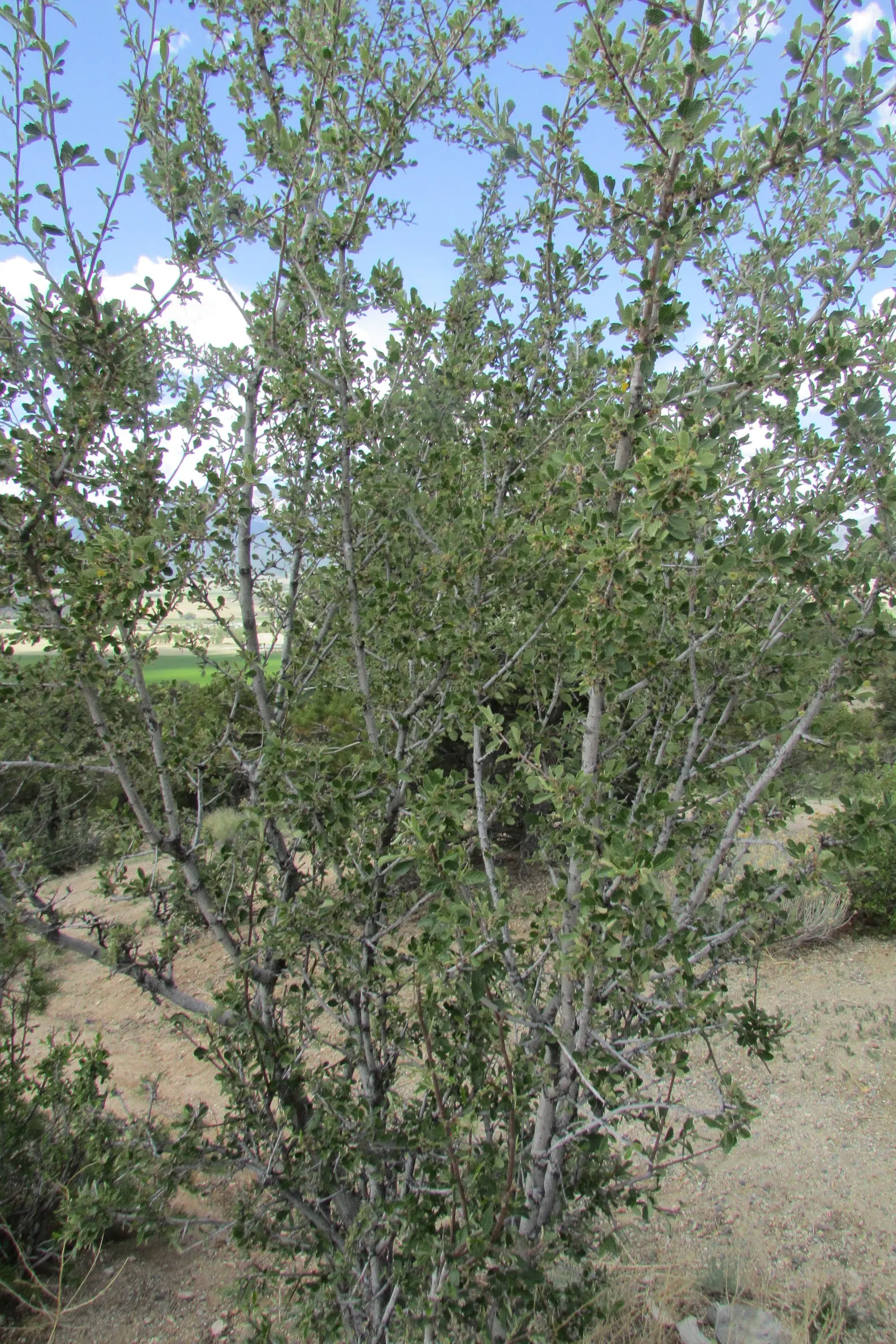 Alderleaf Mountain Mahogany (Cercocarpus Montanus) — In late spring to early summer; as it attracts pollinators and serves as a food source for local birds and