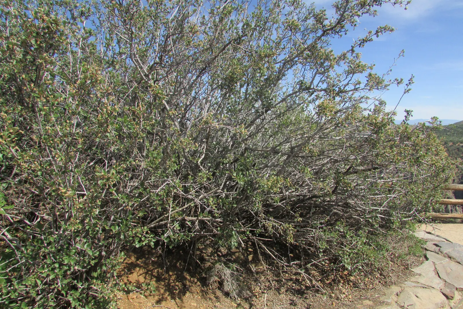 Alderleaf Mountain Mahogany (Cercocarpus Montanus) — Typical growth is up to 8-20 feet tall with a similar spread
