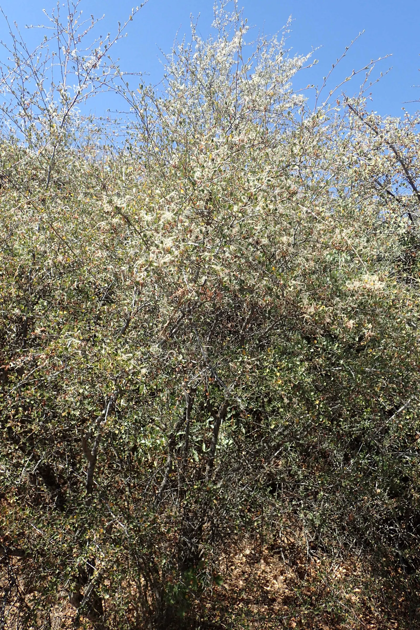 Alderleaf Mountain Mahogany (Cercocarpus Montanus) — shrub for full