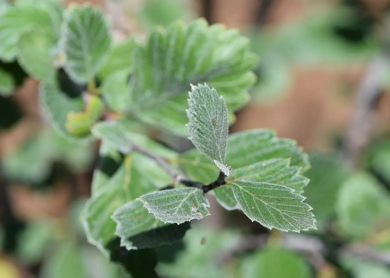 Alderleaf Mountain Mahogany (Cercocarpus Montanus) — is a resilient and versatile deciduous shrub native to the western United States