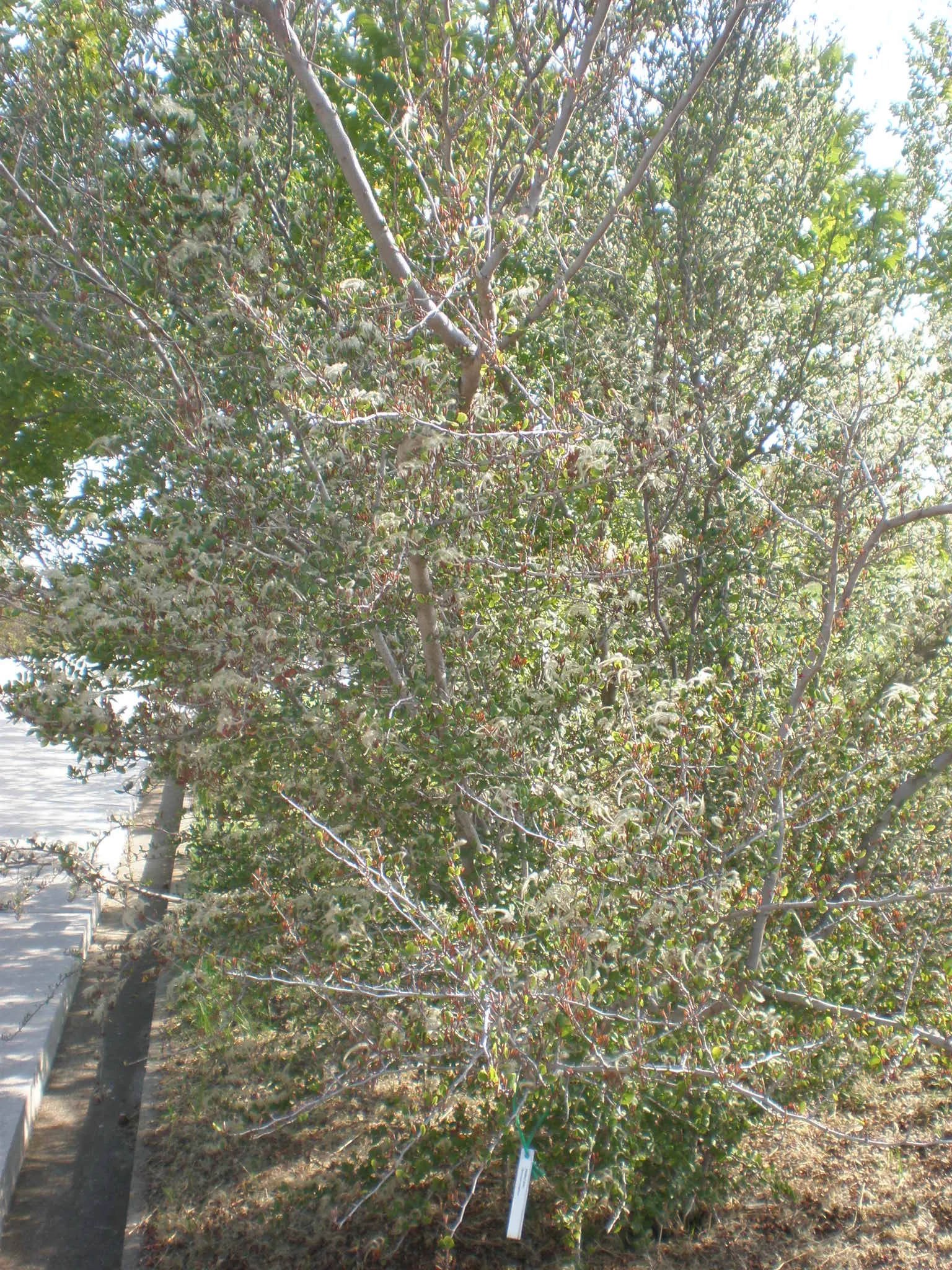 Alderleaf Mountain Mahogany (Cercocarpus Montanus) — white flowers in the garden
