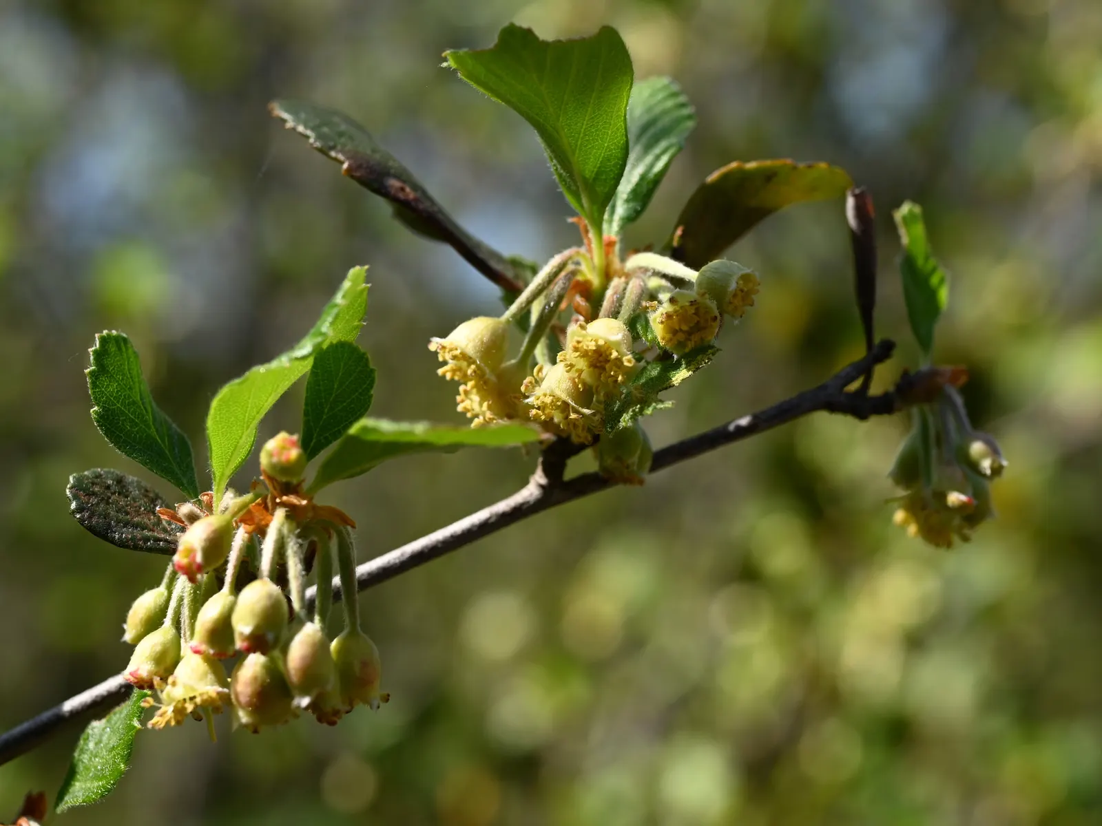 Alderleaf Mountain Mahogany (Cercocarpus Montanus) — or as part of a wildlife-friendly garden