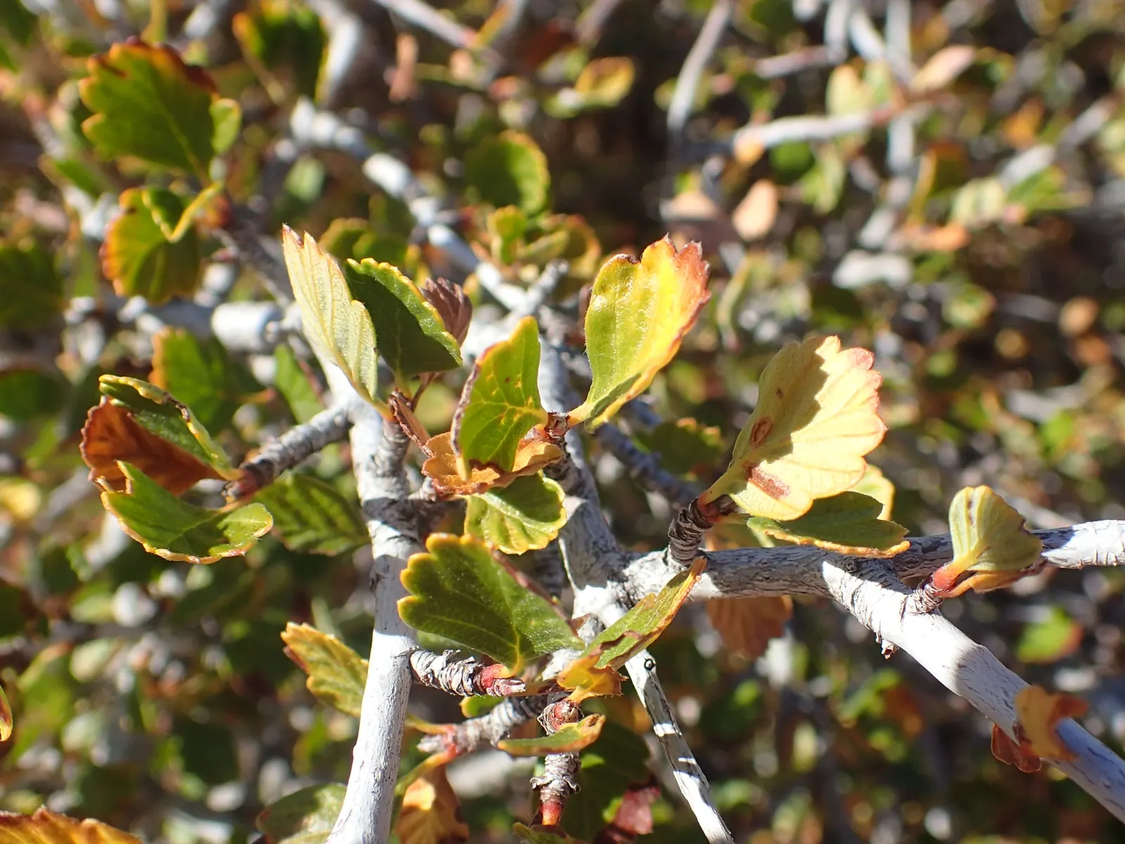 Alderleaf Mountain Mahogany (Cercocarpus Montanus) — Cercocarpus montanus thrives in well-drained soils and can tolerate both acidic and alkaline conditions