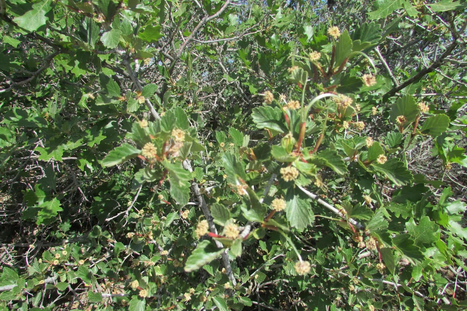 Alderleaf Mountain Mahogany (Cercocarpus Montanus) — It boasts leathery, serrated leaves and small, inconspicuous flowers that mature into feathery plumes