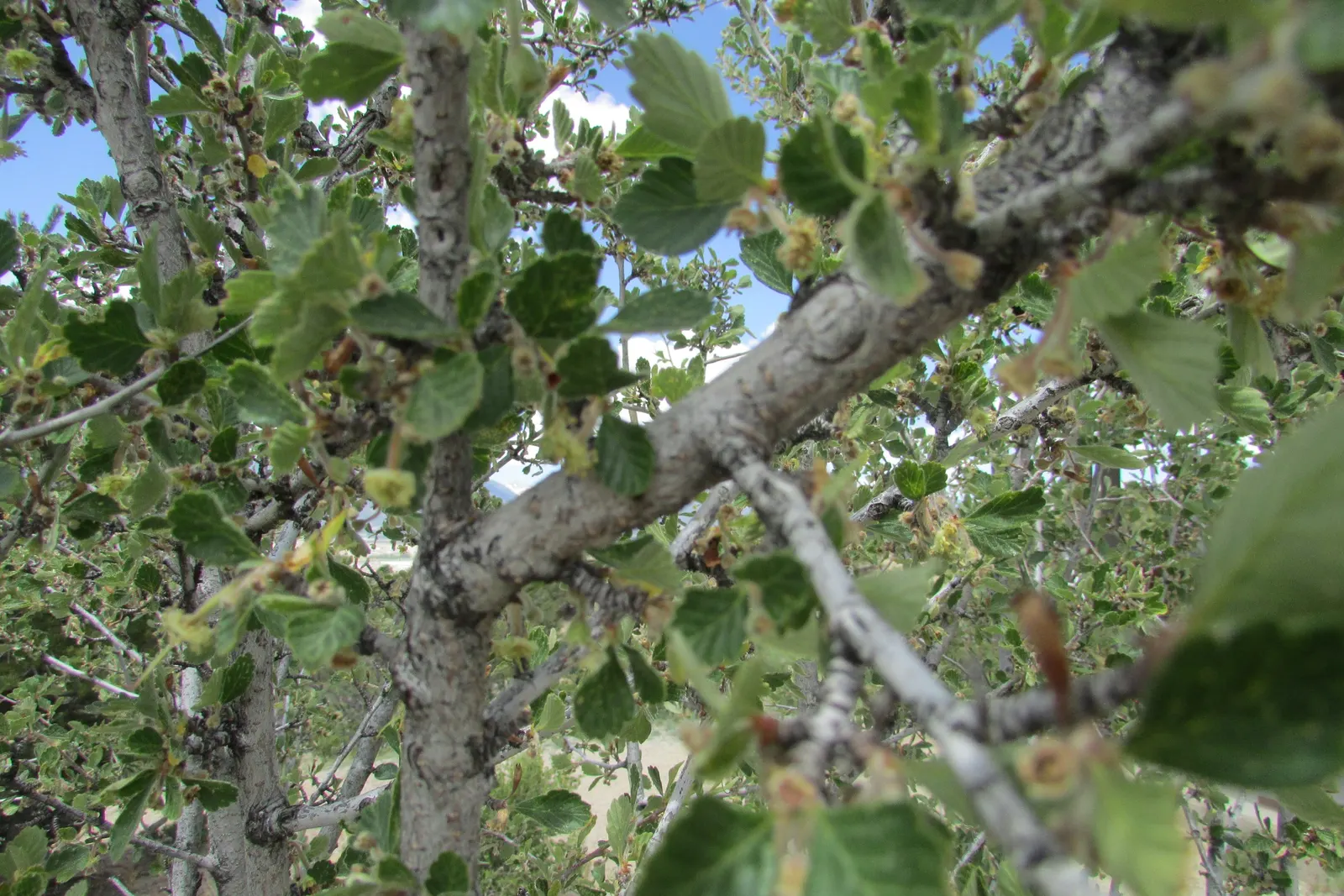 Alderleaf Mountain Mahogany (Cercocarpus Montanus) — requiring minimal additional water once established