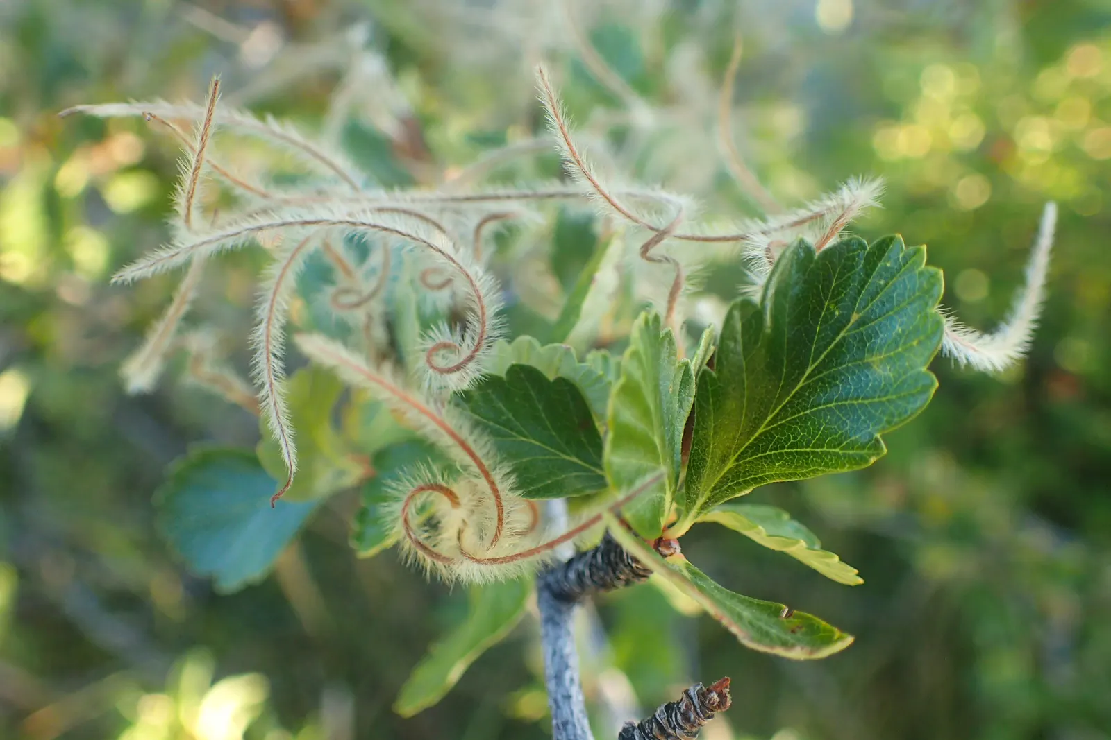 Alderleaf Mountain Mahogany (Cercocarpus Montanus) — dark green leaves are about 0.5 to 1.5 inches long