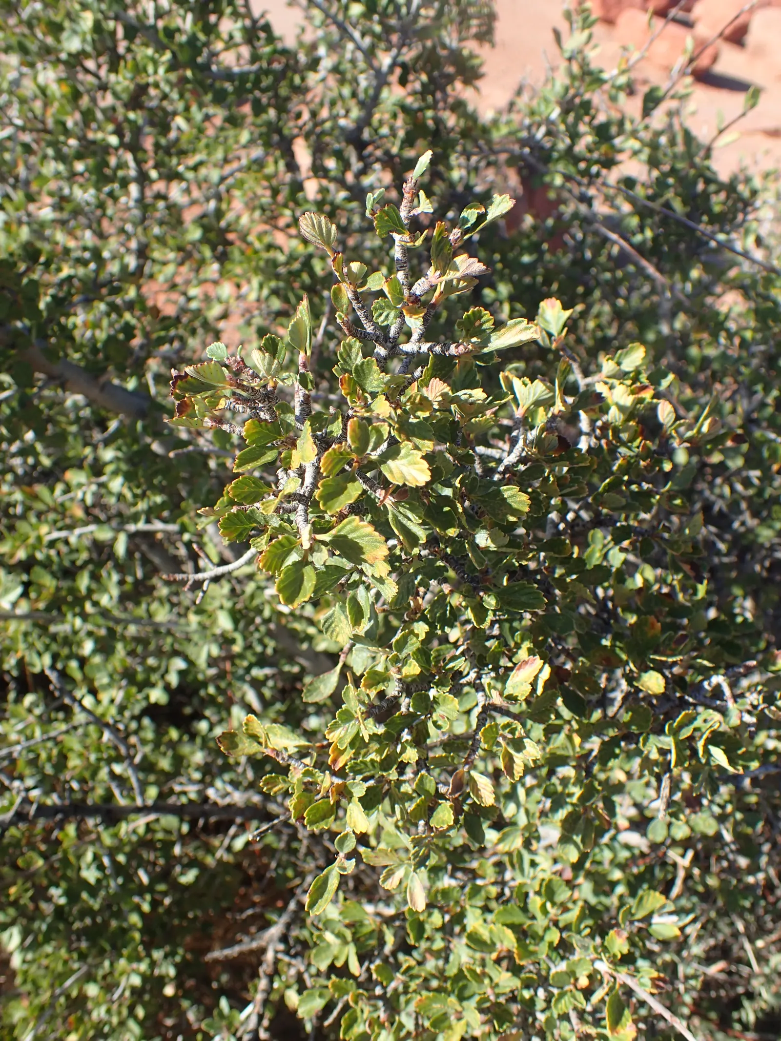 Alderleaf Mountain Mahogany (Cercocarpus Montanus) — In late spring to early summer