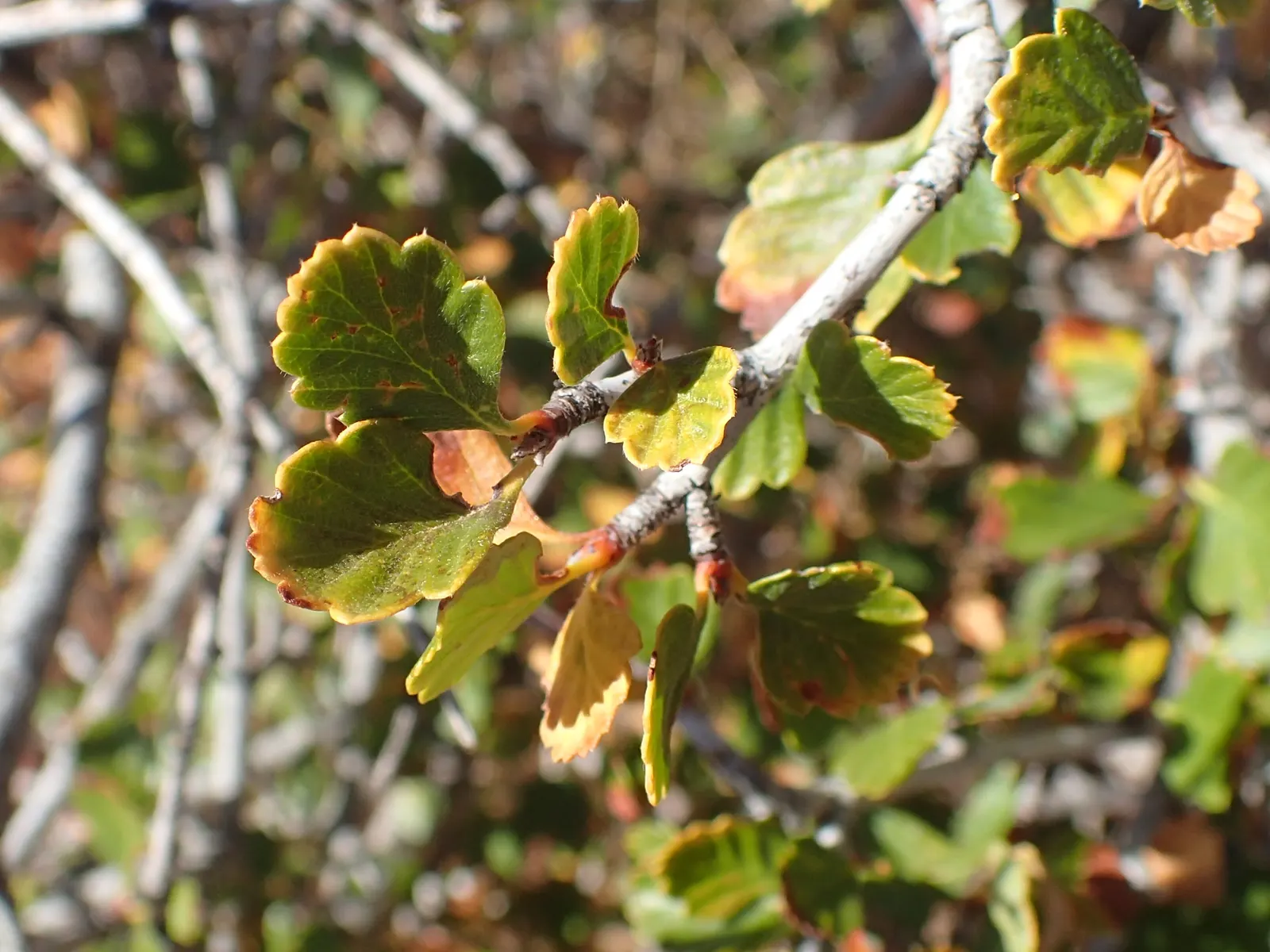 Alderleaf Mountain Mahogany (Cercocarpus Montanus) — as it attracts pollinators and serves as a food source for local birds and mammals