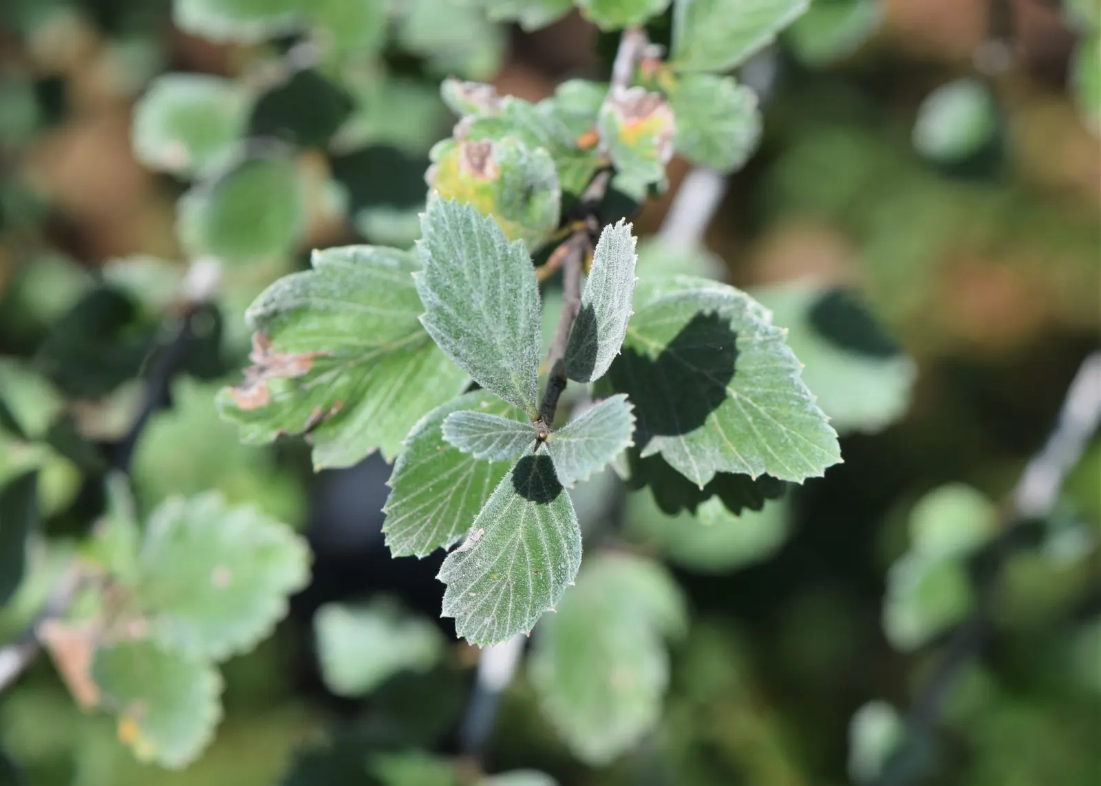 Alderleaf Mountain Mahogany (Cercocarpus Montanus) — It‚Äôs drought-tolerant, making it an excellent low-maintenance choice for xeriscaping