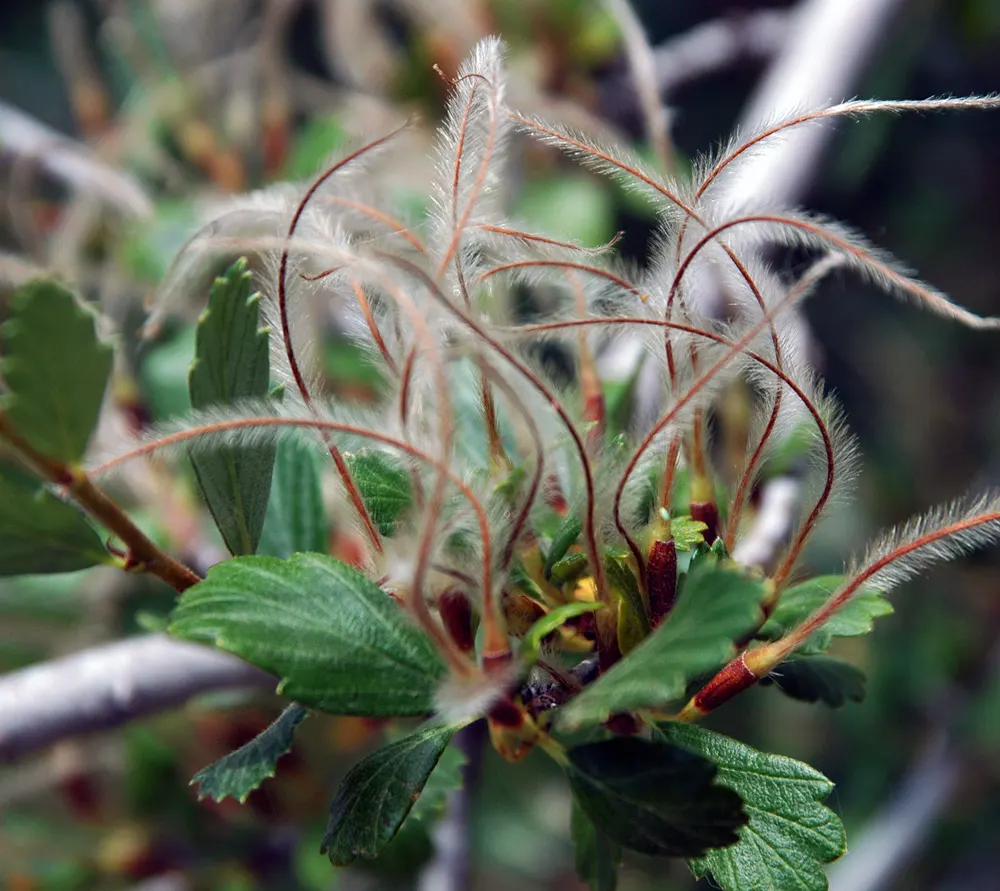 Alderleaf Mountain Mahogany (Cercocarpus Montanus) — The Alderleaf Mountain Mahogany (Cercocarpus montanus) is a hardy, deciduous shrub native to North America