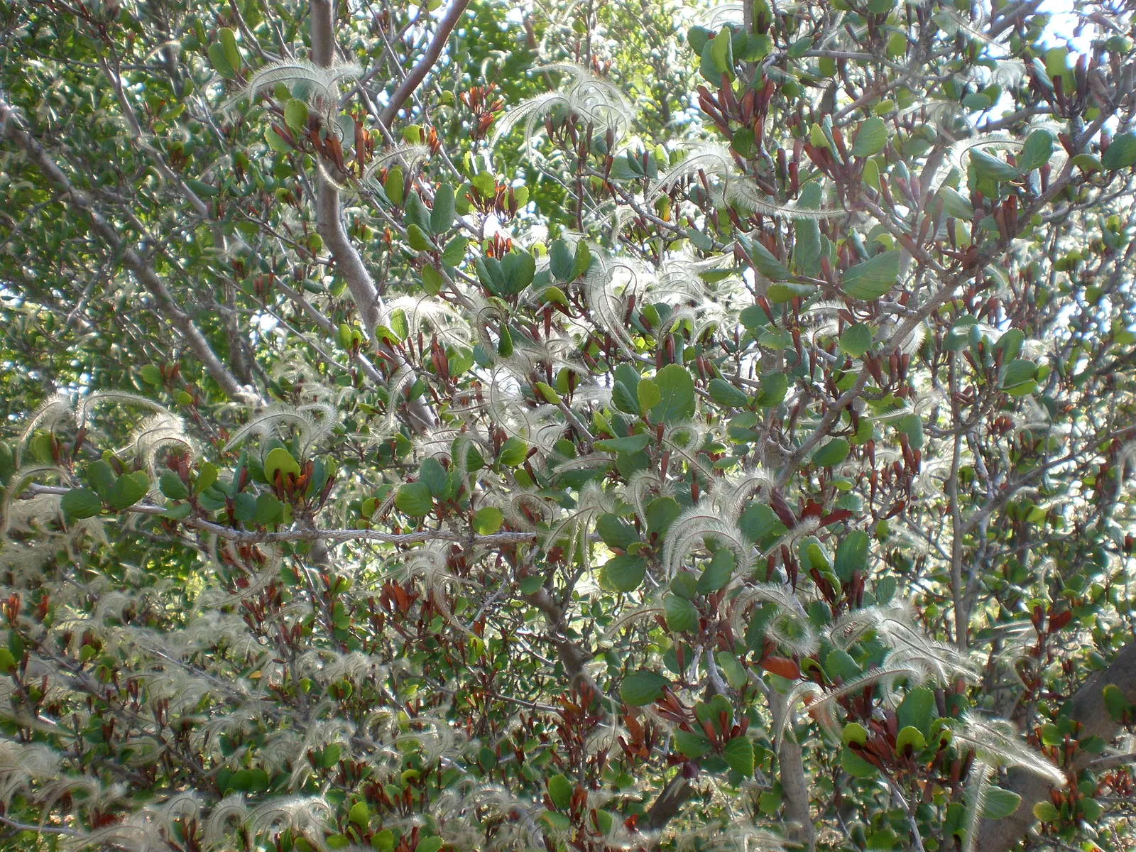 Alderleaf Mountain Mahogany (Cercocarpus Montanus) — It boasts leathery, serrated leaves and small, inconspicuous flowers that mature into feathery, image 31