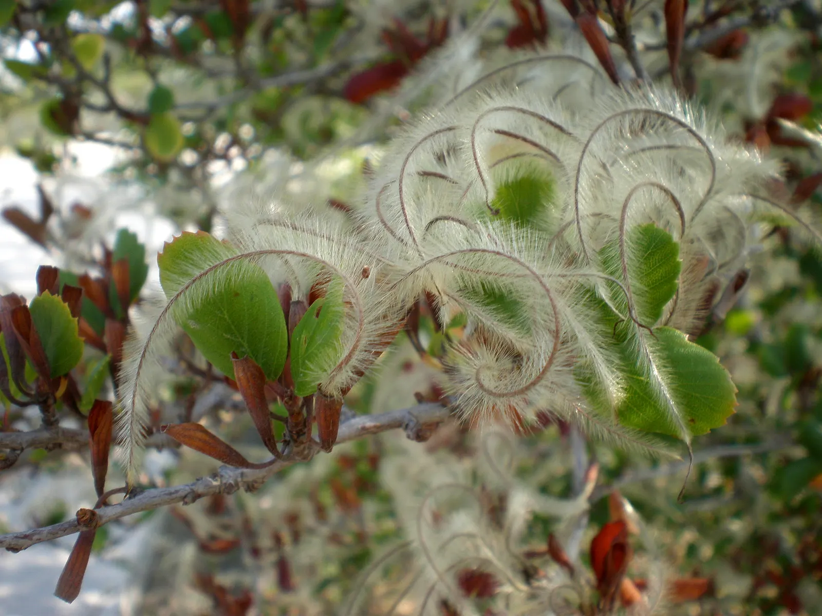 Alderleaf Mountain Mahogany (Cercocarpus Montanus) — It‚Äôs drought-tolerant, making it an excellent low-maintenance choice for xeriscaping; this resilient