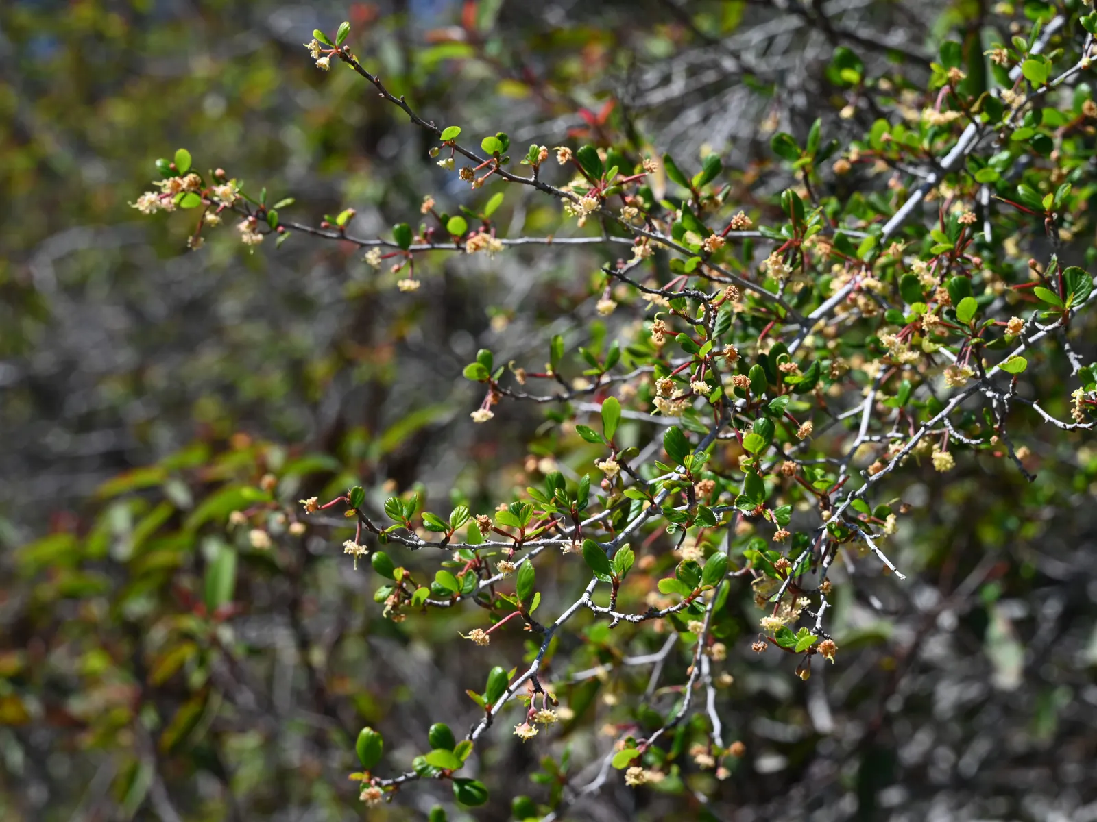 Alderleaf Mountain Mahogany (Cercocarpus Montanus) — rounded form that can provide excellent background texture in garden compositions; with a preference for a