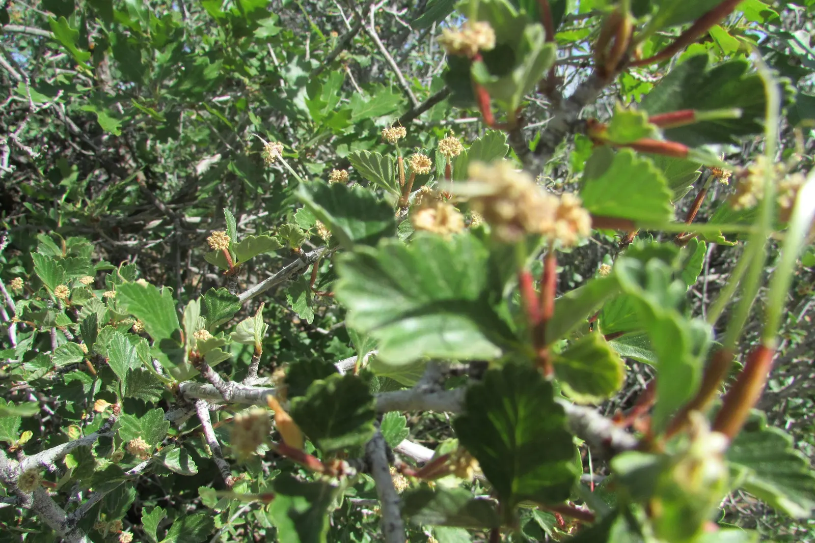 Alderleaf Mountain Mahogany (Cercocarpus Montanus) — scientifically referred to as Cercocarpus montanus