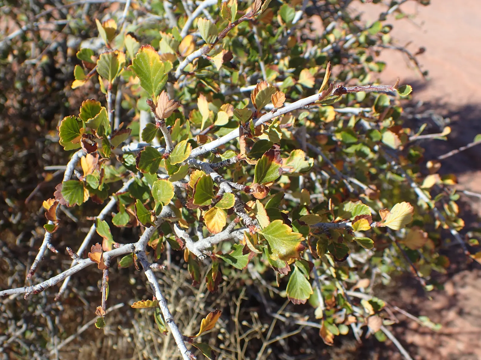 Alderleaf Mountain Mahogany (Cercocarpus Montanus) — giving it a unique appearance even in the coldest months.<br><br>Adaptable to a range of soil types