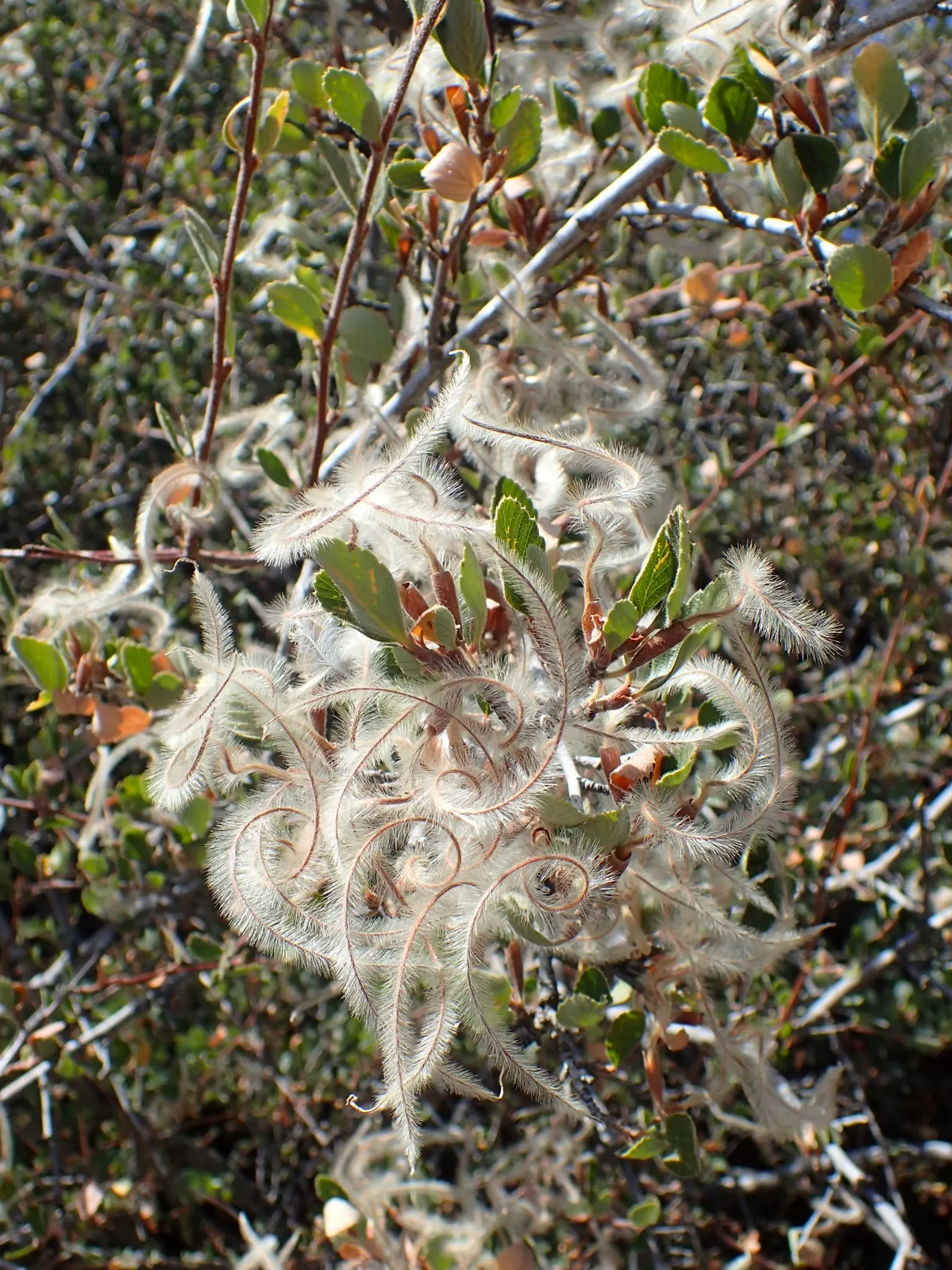 Alderleaf Mountain Mahogany (Cercocarpus Montanus) — scientifically referred to as Cercocarpus montanus; rounded form that can provide excellent background
