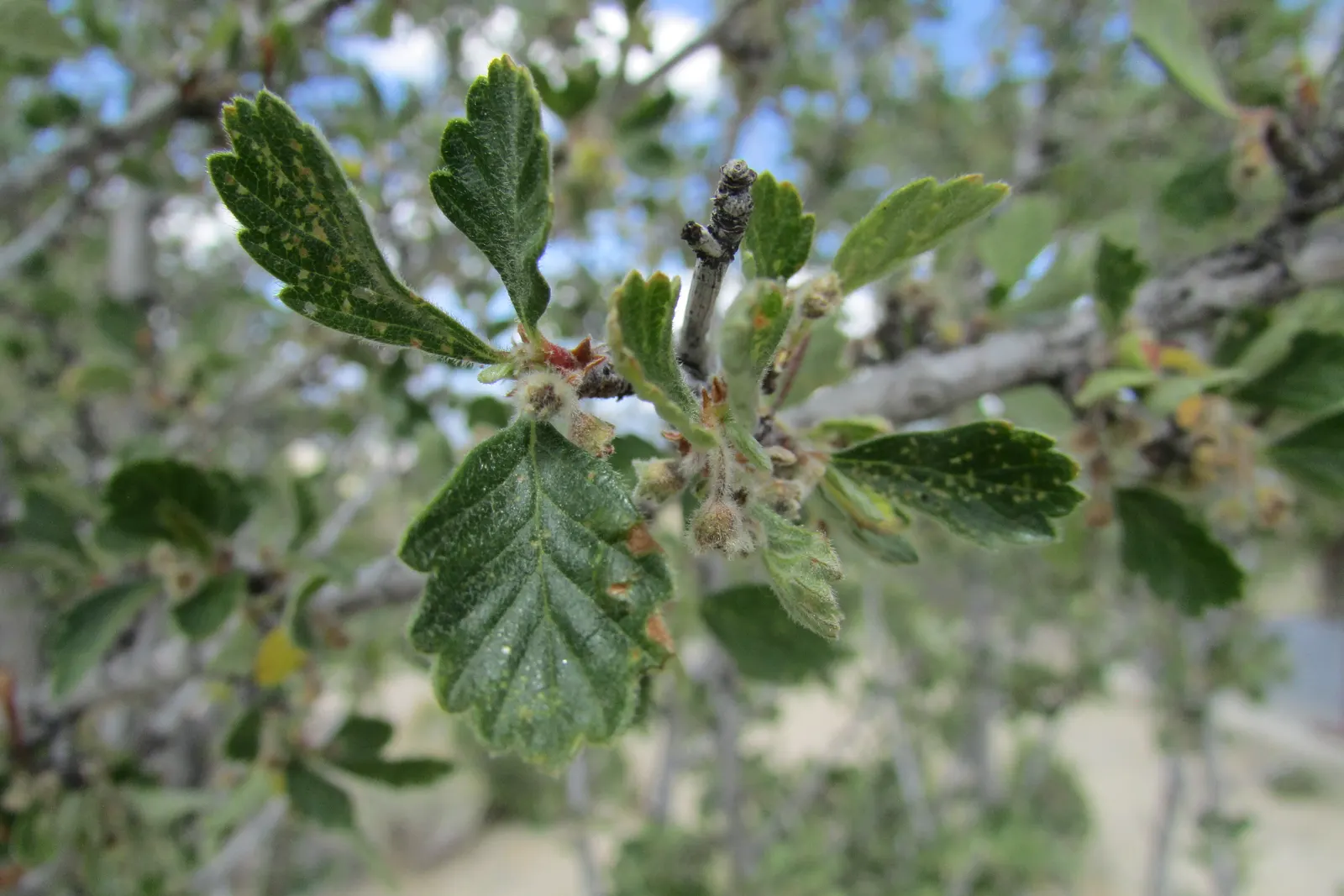Alderleaf Mountain Mahogany (Cercocarpus Montanus) — generally hardy to USDA zones 4 through 8.<br><br>In your landscape design