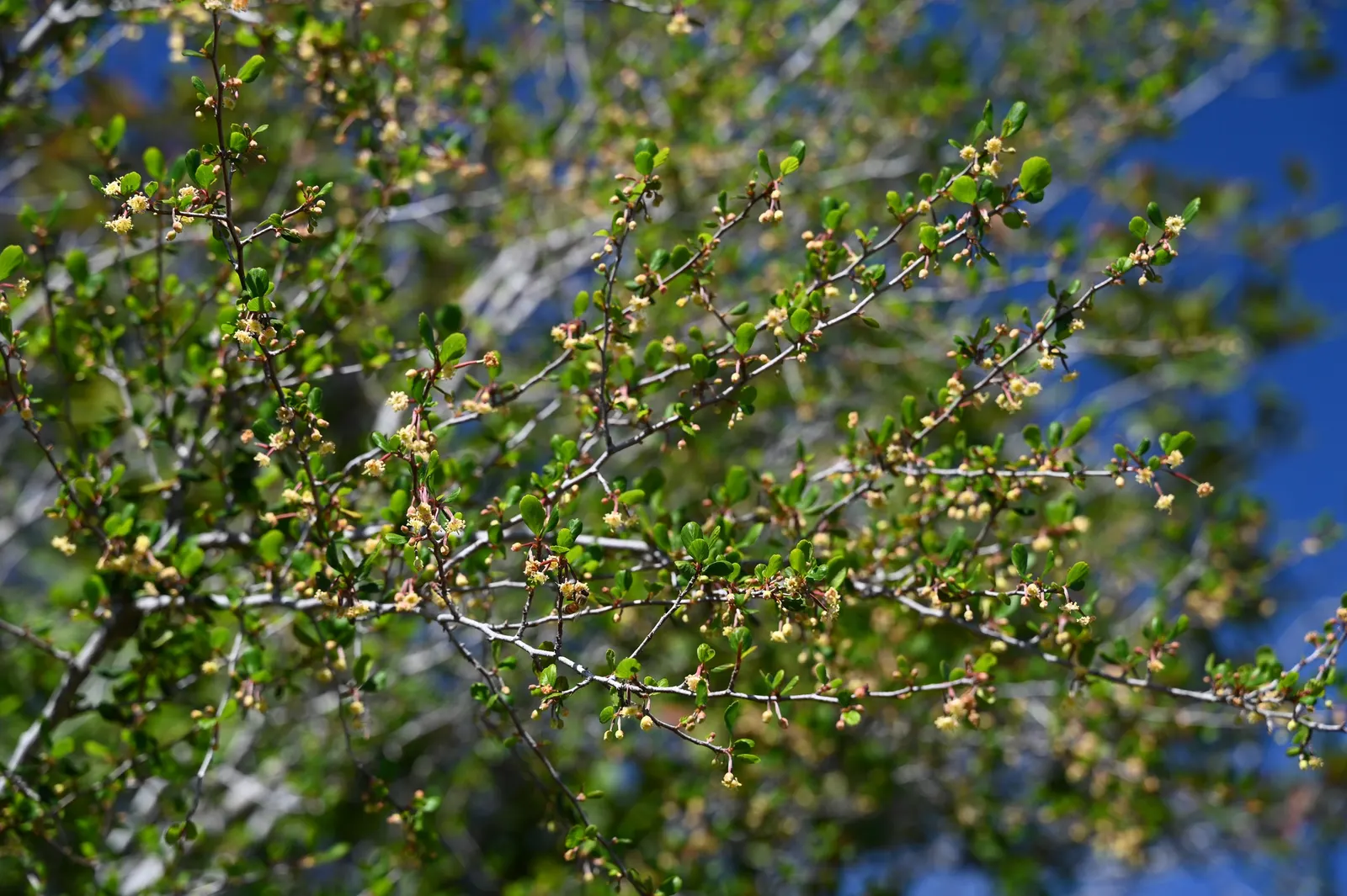 Alderleaf Mountain Mahogany (Cercocarpus Montanus) — the Alderleaf Mountain Mahogany can reach heights of 8 to 20 feet with a similar spread; as it attracts