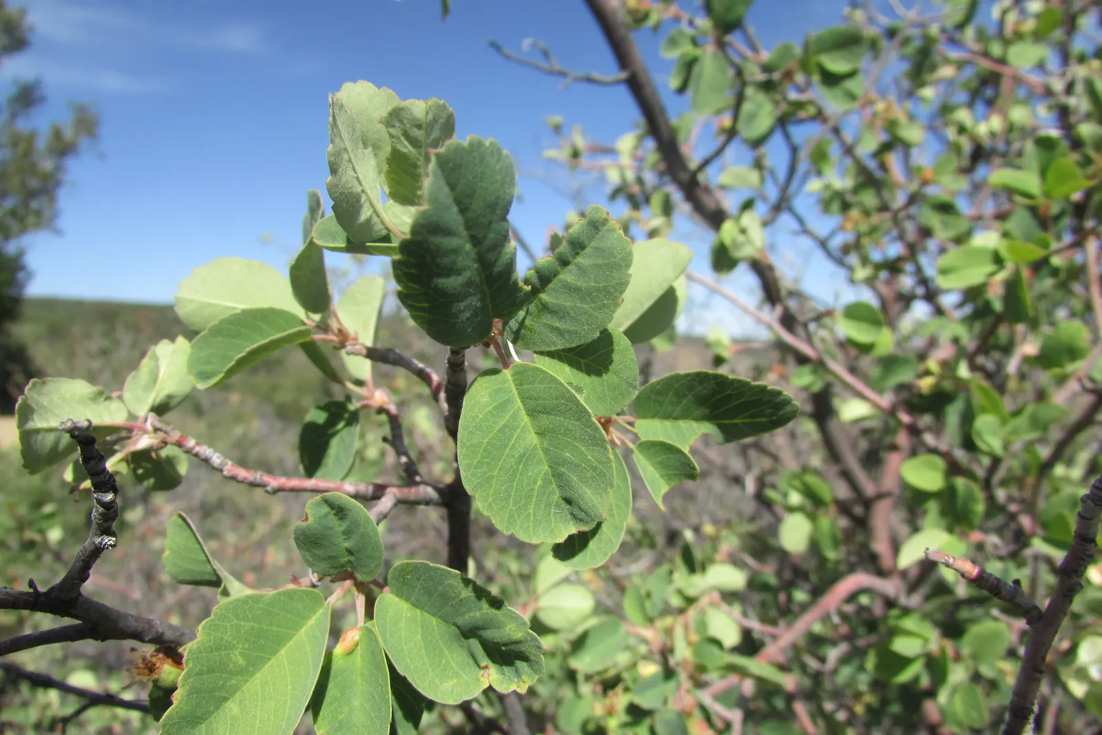 Alderleaf Mountain Mahogany (Cercocarpus Montanus) — rounded form that can provide excellent background texture in garden compositions