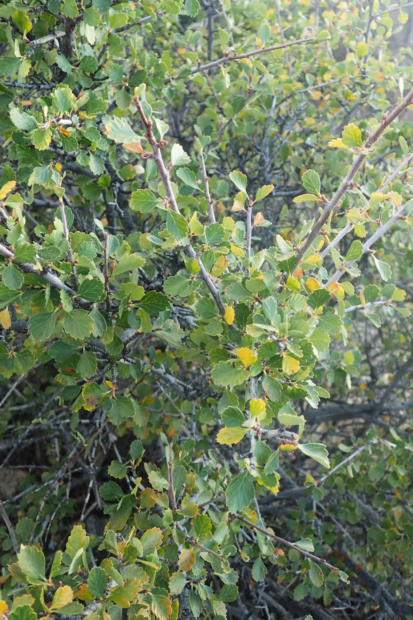Alderleaf Mountain Mahogany (Cercocarpus Montanus) — This resilient plant thrives in full sun to partial shade and prefers well-drained soils