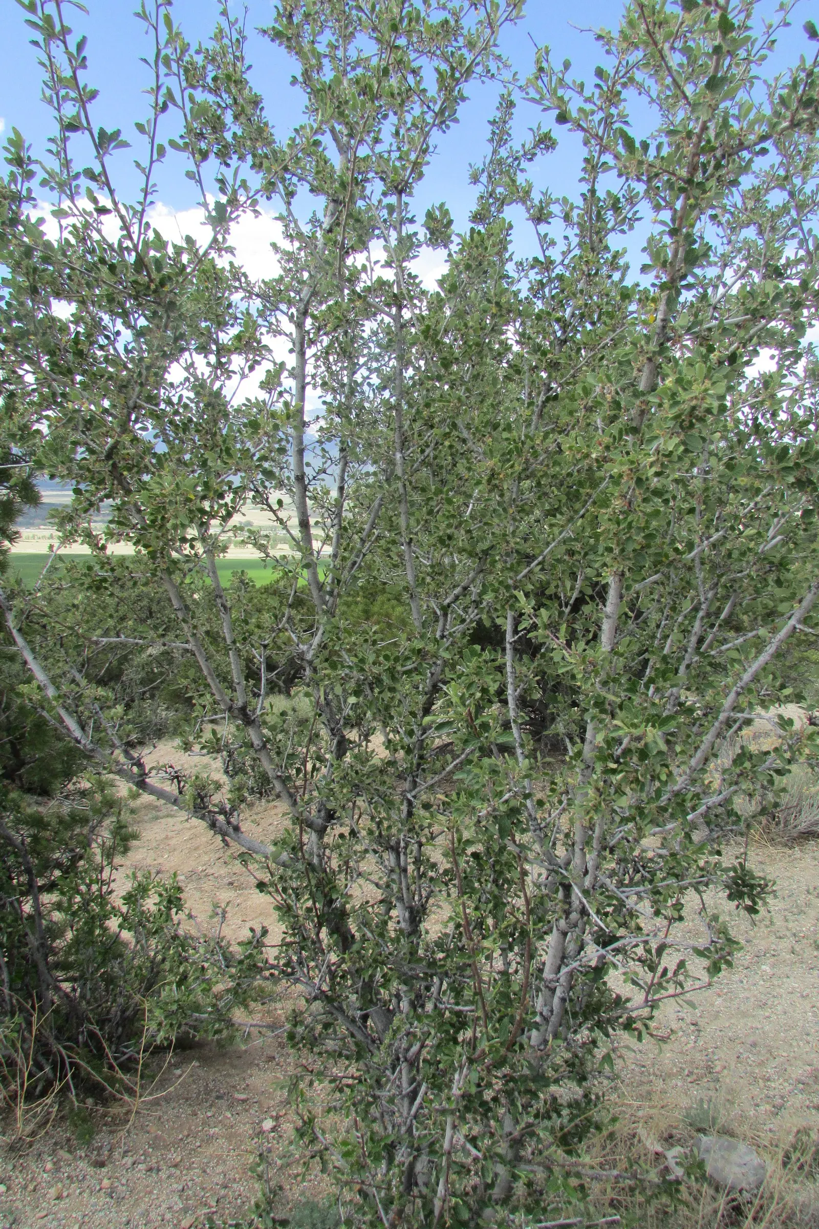 Alderleaf Mountain Mahogany (Cercocarpus Montanus) — is a resilient and versatile deciduous shrub native to the western United States; with a preference for a