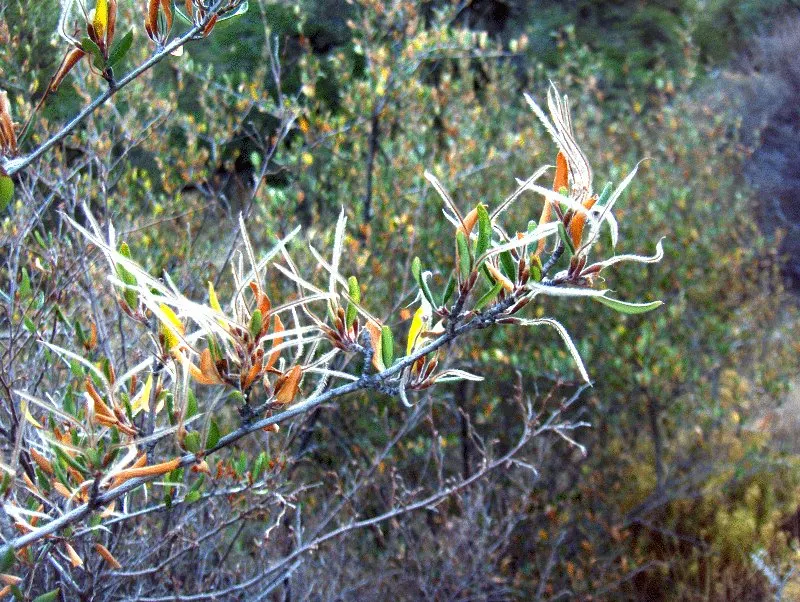 Alderleaf Mountain Mahogany (Cercocarpus Montanus) — Typical growth is up to 8-20 feet tall with a similar spread; rounded form that can provide excellent
