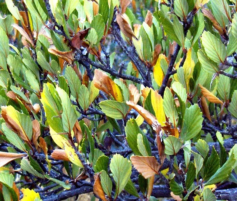 Alderleaf Mountain Mahogany (Cercocarpus Montanus) — This resilient plant thrives in full sun to partial shade and prefers well-drained soils; as it attracts