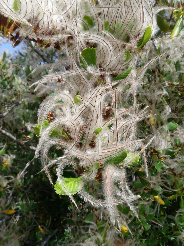 Alderleaf Mountain Mahogany (Cercocarpus Montanus) — shrub with white blooms
