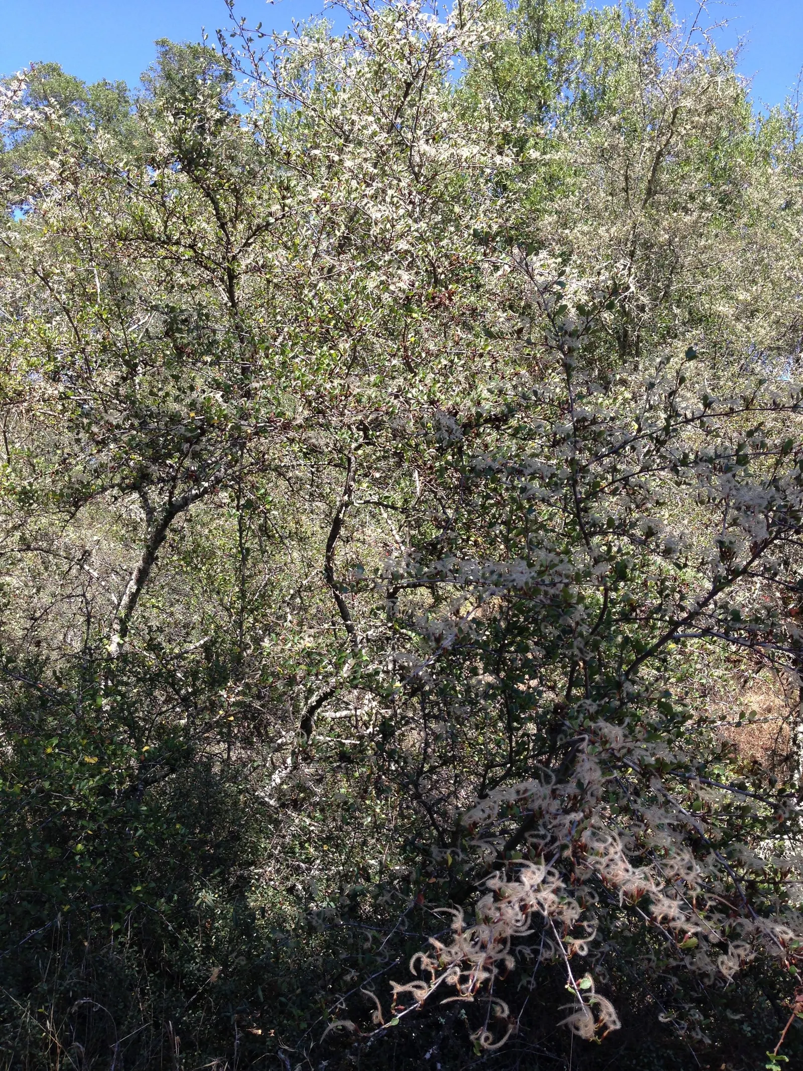 Alderleaf Mountain Mahogany (Cercocarpus Montanus) — with a preference for a sunny location
