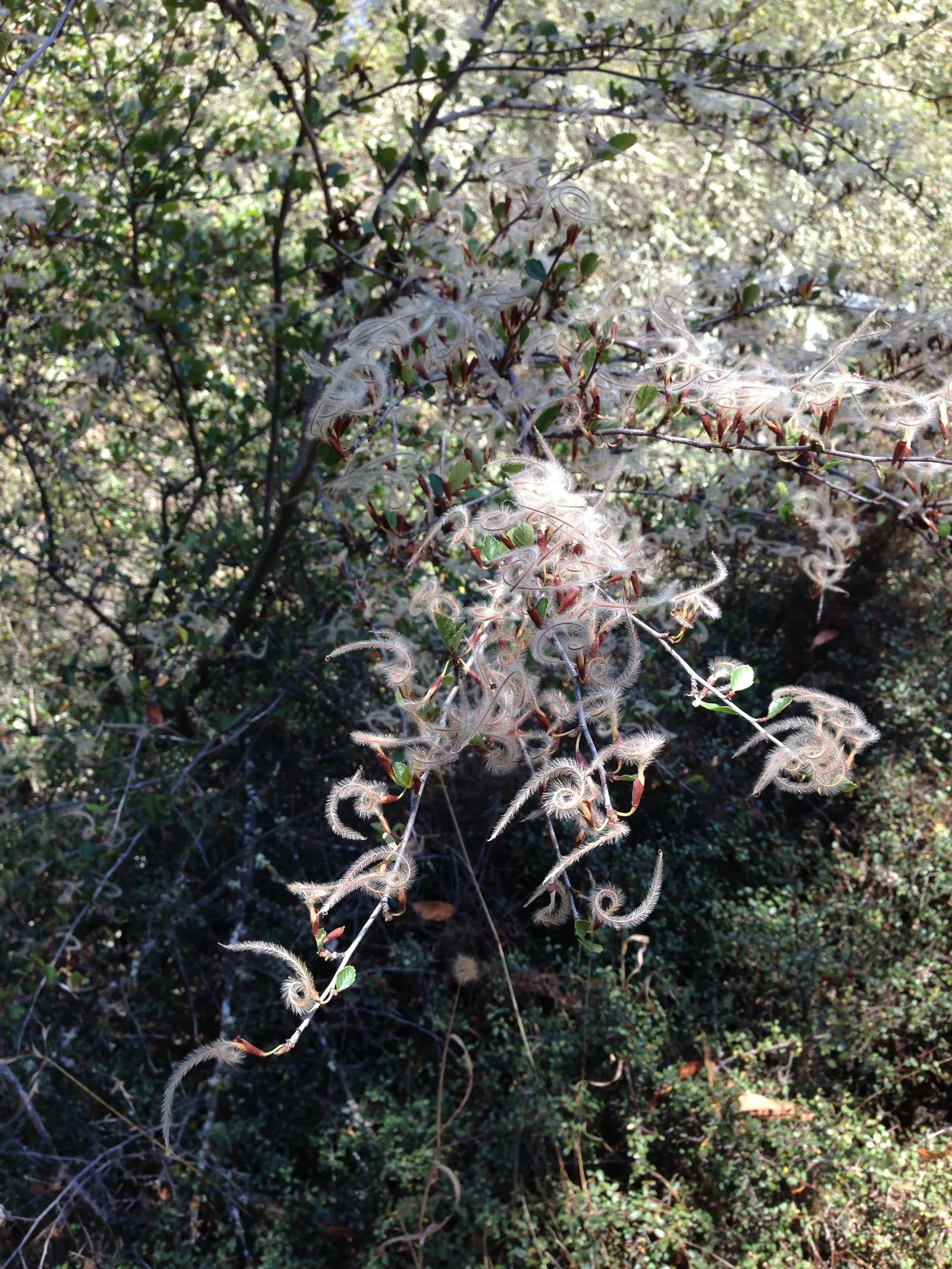 Alderleaf Mountain Mahogany (Cercocarpus Montanus) — These plumes persist into the winter