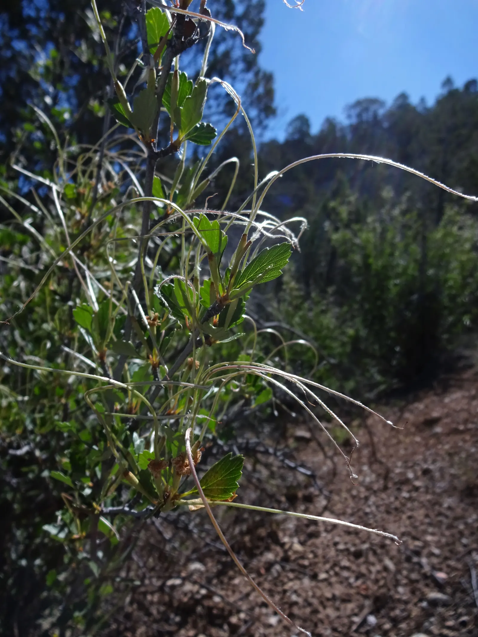 Alderleaf Mountain Mahogany (Cercocarpus Montanus) — it's able to withstand a variety of temperatures
