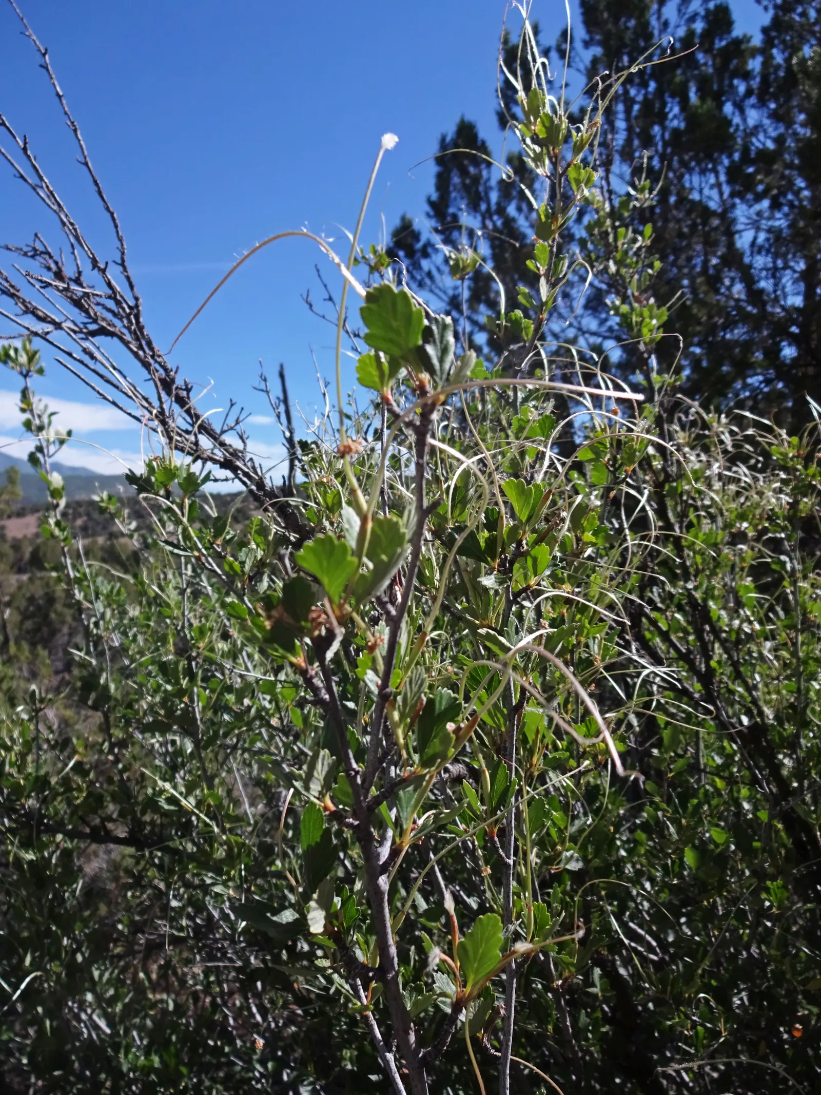 Alderleaf Mountain Mahogany (Cercocarpus Montanus) — dark green leaves are about 0.5 to 1.5 inches long; rounded form that can provide excellent background