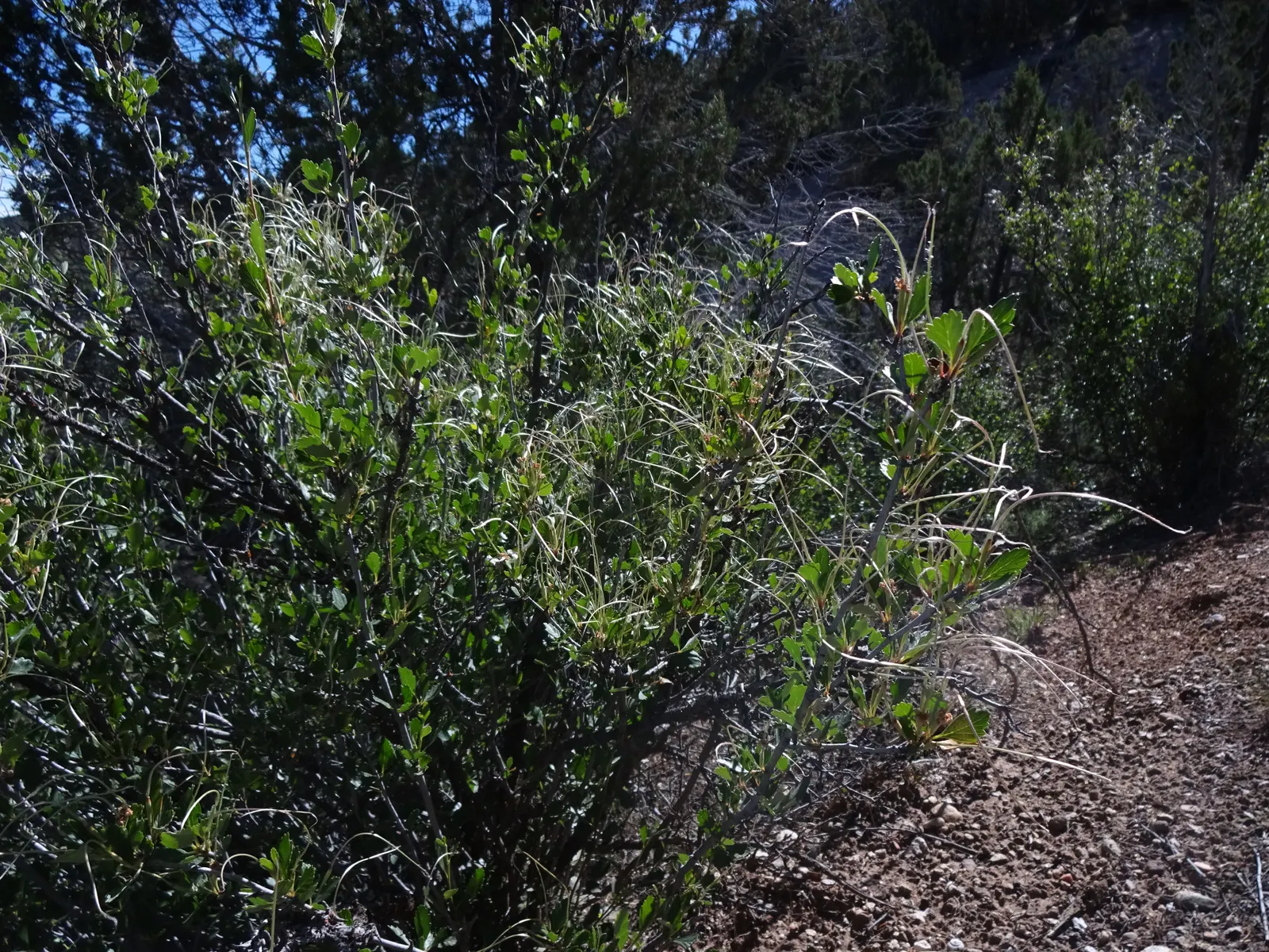 Alderleaf Mountain Mahogany (Cercocarpus Montanus) — although it often remains smaller in cultivation; this resilient plant thrives in full sun to partial